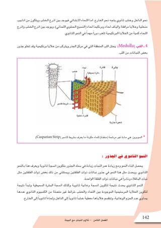 ‫البيئة‬ ‫مع‬ ‫النبات‬ ‫ؤم‬�‫تال‬ - ‫الثامن‬ ‫الف�صل‬
142
‫انابيب‬ ‫من‬ ‫ويتكون‬ ‫الخ�شب‬ ‫اذرع‬ ‫بين‬ ‫فيوجد‬ ‫االبتدائي‬ ‫اللحاء‬ ‫اما‬ .‫الخارج‬ ‫نحو‬ ‫يتجه‬ ‫ثانوي‬ ‫وخ�شب‬ ‫الداخل‬ ‫نحو‬
‫واذرع‬‫الخ�شب‬‫اذرع‬‫بين‬‫ويوجد‬،)‫اللحائي‬‫الح�شوي‬‫(الن�سيج‬‫لحاء‬‫وبرنكيما‬‫لحاء‬‫والياف‬‫مرافقة‬‫وخاليا‬‫منخلية‬
.‫الثانوي‬ ‫النمو‬ ‫في‬ ً‫ا‬‫مهم‬ ً‫ا‬‫دور‬ ‫تلعب‬ ‫البرنكيمية‬ ‫الخاليا‬ ‫من‬ ‫كمية‬ ‫اللحاء‬
‫جذور‬‫تخلو‬‫وقد‬‫برنكيمية‬‫خاليا‬‫من‬‫ويتركب‬‫الجذر‬‫مركز‬‫في‬‫التي‬‫المنطقة‬‫اللب‬‫يحتل‬ :)Medulla( ‫اللب‬ ‫ـ‬ 4
.‫اللب‬ ‫من‬ ‫النباتات‬ ‫بع�ض‬
.)Casparian Strip( ‫كا�سبر‬ ‫ب�شريط‬ ‫يعرف‬ ‫ما‬ ‫مكونة‬ ‫للماء‬ )‫(منفذة‬ ‫مر�شحة‬ ‫غير‬ ‫مادة‬ ‫هي‬ :‫ال�سوبرين‬ *
:‫الجذور‬‫في‬‫الثانوي‬‫النمو‬
‫بالنمو‬ ‫هذا‬ ‫ويعرف‬ ‫ثانوية‬ ‫ان�سجة‬ ‫بتكوين‬ ‫الجذور‬ ‫�سمك‬ ‫في‬ ‫زيادة‬ ‫النبات‬ ‫عمر‬ ‫زيادة‬ ‫ومع‬ ‫النمو‬ ‫اثناء‬ ‫يح�صل‬
‫مثل‬ ‫الفلقتين‬ ‫ذوات‬ ‫بع�ض‬ ‫ذلك‬ ‫من‬ ‫وي�ستثنى‬ ‫الفلقتين‬ ‫ذوات‬ ‫نباتات‬ ‫جذور‬ ‫في‬ ‫النمو‬ ‫هذا‬ ‫مثل‬ ‫ويحدث‬ .‫الثانوي‬
.‫الواحدة‬ ‫الفلقة‬ ‫ذوات‬ ‫نباتات‬ ‫في‬ ً‫ا‬‫ونادر‬ ‫الباقالء‬ ‫نبات‬
‫نتيجة‬ ‫أ‬�‫وتبد‬ ‫المحيطية‬ ‫الب�شرة‬ ‫ان�سجة‬ ‫وكذلك‬ ‫ثانوية‬ ‫وعائية‬ ‫ان�سجة‬ ‫لتكوين‬ ‫نتيجة‬ ‫يحدث‬ ‫الثانوي‬ ‫النمو‬
‫عددها‬ ‫الثانوي‬ ‫الكمبيوم‬ ‫من‬ ‫مت�صلة‬ ‫غير‬ ‫�شرائط‬ ‫والخ�شب‬ ‫اللحاء‬ ‫بين‬ ‫الموجودة‬ ‫المر�ستيمية‬ ‫الخاليا‬ ‫لتكوين‬
.‫الخارج‬ ‫إلى‬� ً‫ا‬‫ثانوي‬ ً‫ا‬‫ولحاء‬ ‫الداخل‬ ‫إلى‬� ً‫ا‬‫ثانوي‬ ً‫ا‬‫خ�شب‬ ‫معطية‬ ‫خالياها‬ ‫وتنق�سم‬ ،‫الوعائية‬ ‫الحزم‬ ‫عدد‬ ‫ي�ساوي‬
 