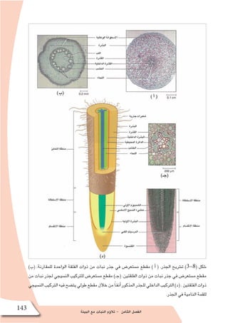 ‫البيئة‬ ‫مع‬ ‫النبات‬ ‫ؤم‬�‫تال‬ - ‫الثامن‬ ‫الف�صل‬
143
)‫(ب‬ .‫للمقارنة‬ ‫الواحدة‬ ‫الفلقة‬ ‫ذوات‬ ‫من‬ ‫نبات‬ ‫جذر‬ ‫في‬ ‫م�ستعر�ض‬ ‫مقطع‬ ) ‫أ‬� ( .‫الجذر‬ ‫ت�شريح‬ )3-8( ‫�شكل‬
‫من‬ ‫نبات‬ ‫لجذر‬ ‫الن�سيجي‬ ‫للتركيب‬ ‫م�ستعر�ض‬ ‫مقطع‬ )‫(جـ‬ .‫الفلقتين‬ ‫ذوات‬ ‫من‬ ‫نبات‬ ‫جذر‬ ‫في‬ ‫م�ستعر�ض‬ ‫مقطع‬
‫الن�سيجي‬‫التركيب‬‫فيه‬‫يت�ضح‬‫طولي‬‫مقطع‬‫خالل‬‫من‬ ً‫ا‬‫أنف‬�‫المذكور‬‫للجذر‬‫الداخلي‬‫التركيب‬)‫(د‬.‫الفلقتين‬‫ذوات‬
.‫الجذر‬ ‫في‬ ‫النامية‬ ‫للقمة‬
 