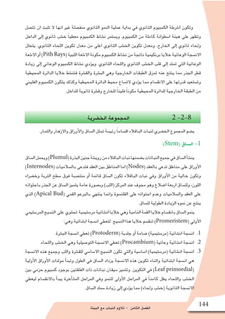‫البيئة‬ ‫مع‬ ‫النبات‬ ‫ؤم‬�‫تال‬ - ‫الثامن‬ ‫الف�صل‬
144
‫تت�صل‬ ‫ان‬ ‫تلبث‬ ‫ال‬ ‫انها‬ ‫غير‬ ‫منف�صلة‬ ‫الثانوي‬ ‫النمو‬ ‫عملية‬ ‫بداية‬ ‫في‬ ‫الثانوي‬ ‫الكمبيوم‬ ‫ا�شرطة‬ ‫وتكون‬
‫الداخل‬ ‫إلى‬� ‫ثانوي‬ ‫خ�شب‬ ً‫ا‬‫معطي‬ ‫الكمبيوم‬ ‫ن�شاط‬ ‫وي�ستمر‬ .‫الكمبيوم‬ ‫من‬ ‫كاملة‬ ‫ا�سطوانة‬ ‫هيئة‬ ‫على‬ ‫وتظهر‬
‫يتخلل‬ .‫الثانوي‬ ‫اللحاء‬ ‫تكوين‬ ‫معدل‬ ‫من‬ ‫اعلى‬ ‫الثانوي‬ ‫الخ�شب‬ ‫تكوين‬ ‫ومعدل‬ .‫الخارج‬ ‫إلى‬� ‫ثانوي‬ ‫ولحاء‬
‫اال�شعة‬‫أو‬�)PithRays(‫اللبية‬‫اال�شعة‬‫مكونة‬‫الكمبيوم‬‫ن�شاط‬‫من‬‫ناتجة‬‫برنكيمية‬‫خاليا‬‫الوعائية‬‫االن�سجة‬
‫زيادة‬ ‫إلى‬� ‫الوعائي‬ ‫الكمبيوم‬ ‫ن�شاط‬ ‫ؤدي‬�‫وي‬ .‫الثانوي‬ ‫واللحاء‬ ‫الثانوي‬ ‫الخ�شب‬ ‫قلب‬ ‫إلى‬� ‫تمتد‬ ‫التي‬ ‫الوعائية‬
‫المحيطية‬ ‫الدائرة‬ ‫خاليا‬ ‫فتن�شط‬ ‫والق�شرة‬ ‫الب�شرة‬ ‫وهي‬ ‫الخارجية‬ ‫الطبقات‬ ‫تمزق‬ ‫عنه‬ ‫ينتج‬ ‫مما‬ ‫الجذر‬ ‫قطر‬
‫الفليني‬ ‫الكمبيوم‬ ‫يتكون‬ ‫وكذلك‬ ‫المحيطية‬ ‫الدائرة‬ ‫محيط‬ ‫الت�ساع‬ ‫ؤدي‬�‫ي‬ ‫مما‬ ‫االنق�سام‬ ‫على‬ ‫قدرتها‬ ‫وت�ستعيد‬
.‫للداخل‬ ‫ثانوية‬ ‫وق�شرة‬ ‫للخارج‬ ً‫ا‬‫فلين‬ ً‫ا‬‫مكون‬ ‫المحيطية‬ ‫للدائرة‬ ‫الخارجية‬ ‫الطبقة‬ ‫من‬
‫الخ�ضرية‬ ‫المجموعة‬ 2 -2-8
.‫والثمار‬ ‫واالزهار‬ ‫أوراق‬‫ل‬‫وا‬ ‫ال�ساق‬ ‫تمثل‬ ‫رئي�سة‬ ً‫ا‬‫اق�سام‬ ‫الباقالء‬ ‫لنبات‬ ‫الخ�ضري‬ ‫المجموع‬ ‫ي�ضم‬
:)Stem( ‫ال�ساق‬ -1
‫ال�ساق‬‫ويحمل‬)Plumul(‫البذرة‬‫جنين‬‫روي�شة‬‫من‬‫الباقالء‬‫نبات‬‫ب�ضمنها‬‫النباتات‬‫جميع‬‫في‬‫ال�ساق‬‫أ‬�‫ش‬�‫ين‬
)Internodes( ‫بال�سالميات‬ ‫فتدعى‬ ‫العقد‬ ‫بين‬ ‫المناطق‬ ‫اما‬ )Nodes( ‫بالعقد‬ ‫تدعى‬ ‫مناطق‬ ‫على‬ ‫أوراق‬‫ل‬‫ا‬
‫وخ�ضراء‬ ‫التربة‬ ‫�سطح‬ ‫فوق‬ ‫منت�صبة‬ ‫أو‬� ‫قائمة‬ ‫ال�ساق‬ ‫تكون‬ ‫الباقالء‬ ‫نبات‬ ‫وفي‬ ‫أوراق‬‫ل‬‫ا‬ ‫من‬ ‫خالية‬ ‫وتكون‬
‫باحتوائه‬ ‫الجذر‬ ‫عن‬ ‫ال�ساق‬ ‫يتميز‬ ‫عامة‬ ‫وب�صورة‬ )‫(اللب‬ ‫المركز‬ ‫عند‬ ‫مجوف‬ ‫وهو‬ ‫ا�ضالع‬ ‫اربعة‬ ‫ولل�ساق‬ ،‫اللون‬
‫الذي‬ )Apical Bud( ‫القمي‬ ‫بالبرعم‬ ‫ينتهي‬ ‫وانما‬ ‫القلن�سوة‬ ‫على‬ ‫احتوائه‬ ‫وعدم‬ ‫وال�سالميات‬ ‫العقد‬ ‫على‬
.‫لل�ساق‬ ‫الطولية‬ ‫الزيادة‬ ‫نموه‬ ‫عن‬ ‫ينتج‬
‫المر�ستيمي‬‫الن�سيج‬ ‫على‬ ‫تحتوي‬ ‫مر�ستيمية‬‫ان�شائية‬‫خاليا‬‫وهي‬‫النامية‬‫القمة‬‫خاليا‬‫بانق�سام‬‫ال�ساق‬‫ينمو‬
:‫وهي‬ ‫ابتدائية‬ ‫ان�سجة‬ ‫لتعطي‬ ‫الن�سيج‬ ‫هذا‬ ‫خاليا‬ ‫تنق�سم‬ )Promeristem( ‫أولي‬‫ل‬‫ا‬
11 ..‫الب�شرة‬ ‫ان�سجة‬ ‫تعطي‬ )Protoderm( ‫جلدية‬ ‫أو‬� ‫�ضامة‬ )‫(مر�ستيمية‬ ‫ان�شائية‬ ‫ان�سجة‬
22 ..‫واللحاء‬ ‫الخ�شب‬ ‫وهي‬ ‫التو�صيلية‬ ‫االن�سجة‬ ‫تعطي‬ )Procambium( ‫وعائية‬ ‫ان�شائية‬ ‫ان�سجة‬
33 .‫االن�سجة‬ ‫هذه‬ ‫وجميع‬ ‫واللب‬ ‫للق�شرة‬ ‫اال�سا�سي‬ ‫الن�سيج‬ ‫تكون‬ ‫والتي‬ ‫ا�سا�سية‬ )‫(مر�ستيمية‬ ‫ان�شائية‬ ‫ان�سجة‬
‫أولية‬‫ل‬‫ا‬ ‫أوراق‬‫ل‬‫ا‬ ‫مولدات‬ ‫أ‬�‫وتبد‬ ‫الطول‬ ‫في‬ ‫ال�ساق‬ ‫يزداد‬ ‫االن�سجة‬ ‫هذه‬ ‫تكوين‬ ‫واثناء‬ ‫ابتدائية‬ ‫ان�سجة‬ ‫هي‬
‫بين‬ ‫حزمي‬ ‫كمبيوم‬ ‫بوجود‬ ‫الفلقتين‬ ‫ذات‬ ‫نباتات‬ ‫�سيقان‬ ‫وتتميز‬ .‫التكوين‬ ‫في‬ )Leaf primordial(
‫ليعطي‬ ‫باالنق�سام‬ ‫أ‬�‫يبد‬ ‫أخرة‬�‫المت‬ ‫المراحل‬ ‫وفي‬ ‫للنمو‬ ‫أولى‬‫ل‬‫ا‬ ‫المراحل‬ ‫في‬ ً‫ا‬‫كامن‬ ‫يظل‬ ‫واللحاء‬ ‫الخ�شب‬
.‫ال�ساق‬ ‫�سمك‬ ‫زيادة‬ ‫إلى‬� ‫ؤدي‬�‫ي‬ ‫مما‬ )‫ولحاء‬ ‫(خ�شب‬ ‫الثانوية‬ ‫االن�سجة‬
 