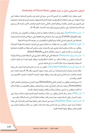 ‫البيئة‬ ‫مع‬ ‫النبات‬ ‫ؤم‬�‫تال‬ - ‫الثامن‬ ‫الف�صل‬
145
: Anatomy of Dicot Stem ‫الفلقتين‬ ‫ذوات‬ ‫من‬ ‫ل�ساق‬ ‫الت�شريحي‬ ‫التركيب‬
‫على‬ ‫منتظمة‬ ‫الوعائية‬ ‫والحزم‬ ‫ولب‬ ‫ق�شرة‬ ‫إلى‬� ‫مميز‬ ‫اال�سا�سي‬ ‫الن�سيج‬ ‫بان‬ ‫الفلقتين‬ ‫ذوات‬ ‫�سيقان‬ ‫تتميز‬
‫باحتوائها‬ ‫الوعائية‬ ‫الحزم‬ ‫وتتميز‬ ،‫المحيطية‬ ‫الدائرة‬ ‫مكونة‬ ‫ال�سكلرنكيمية‬ ‫الخاليا‬ ‫بع�ض‬ ‫مع‬ ‫ا�سطوانة‬ ‫هيئة‬
‫وجميع‬ ‫اللب‬ ‫باتجاه‬ ‫أول‬‫ل‬‫ا‬ ‫والخ�شب‬ ‫الب�شرة‬ ‫باتجاه‬ ‫التالي‬ ‫الخ�شب‬ ‫وينتظم‬ ‫واللحاء‬ ‫الخ�شب‬ ‫بين‬ ‫كمبيوم‬ ‫على‬
:)4-8( ‫�شكل‬ .‫االن�سجة‬ ‫هذه‬ ‫وتركيب‬ ‫توزيع‬ ‫أتي‬�‫ماي‬ ‫وفي‬ .‫ابتدائية‬ ‫االن�سجة‬ ‫هذه‬
11 .‫للماء‬ ‫منفذ‬ ‫غير‬ ‫الكيوتين‬ ‫من‬ ‫بطبقة‬ ‫الخارج‬ ‫من‬ ‫مغطاة‬ ‫الخاليا‬ ‫من‬ ‫واحد‬ ‫�صف‬ :)Epidermis( ‫الب�شرة‬
‫ال�صحراوية‬‫النباتات‬‫في‬‫�سميكة‬‫وهي‬‫الطبقة‬‫هذه‬‫في‬‫�شمعية‬‫مواد‬‫وجود‬‫مع‬)Cuticle(‫الكيوتكل‬‫مكونة‬
.‫الداخلية‬ ‫االن�سجة‬ ‫مهاجمة‬ ‫من‬ ‫والفطريات‬ ‫البكتريا‬ ‫تمنع‬ ‫كذلك‬ ‫المائي‬ ‫المحتوى‬ ‫على‬ ‫لتحافظ‬
22 .‫الوعائية‬ ‫باال�سطوانة‬ ‫وتحيط‬ ‫الب�شرة‬ ‫تلي‬ ‫وهي‬ ‫الخاليا‬ ‫من‬ ‫طبقات‬ ‫عدة‬ ‫من‬ ‫تتكون‬ :)Cortex( ‫الق�شرة‬
‫باحتوائها‬ ‫الق�شرة‬ ‫من‬ ‫طبقة‬ ‫آخر‬� ‫وتتميز‬ ‫خ�ضر‬ ‫بال�ستيدات‬ ‫على‬ ‫تحتوي‬ ‫وقد‬ ‫برنكيمية‬ ‫خاليا‬ ‫من‬ ‫وتتكون‬
.)Starch Sheath( ‫الن�شوي‬ ‫بالغالف‬ ‫يعرف‬ ‫ما‬ ‫يكون‬ ‫الن�شاء‬ ‫من‬ ‫كميات‬ ‫على‬
33 .‫لال�سطوانة‬ ‫الخارجية‬ ‫المنطقة‬ ‫وفي‬ ‫الن�شوي‬ ‫الغالف‬ ‫تلي‬ ‫التي‬ ‫المنطقة‬ :)Pericycle( ‫المحيطية‬ ‫الدائرة‬
‫الدائرة‬ ‫الياف‬ ‫ا�سم‬ ً‫ا‬‫اي�ض‬ ‫عليها‬ ‫ويطلق‬ ‫ال�سكلرنكيمية‬ ‫الخاليا‬ ‫من‬ ‫اكثر‬ ‫أو‬� ‫طبقة‬ ‫من‬ ‫وتتكون‬ ‫الوعائية‬
.‫خارجي‬ ‫�ضغط‬ ‫اي‬ ‫من‬ ‫اللحاء‬ ‫خاليا‬ ‫حماية‬ ‫واهميتها‬ ‫المحيطية‬
44 .‫هيئة‬ ‫على‬ ‫تترتب‬ ‫الوعائية‬ ‫الحزم‬ ‫من‬ ‫عدد‬ ‫من‬ ‫تتكون‬ :)Vascular Cylinder( ‫الوعائية‬ ‫اال�سطوانة‬
‫نحو‬ ‫اللحاء‬ ‫يتجه‬ )4-8( ‫�شكل‬ ‫كمبيوم‬ ‫بينهما‬ ‫ولحاء‬ ‫خ�شب‬ ‫من‬ ‫الوعائية‬ ‫الحزم‬ ‫وتتركب‬ ‫واحدة‬ ‫حلقة‬
‫بين‬ ‫الكمبيوم‬ ‫(لوجود‬ ‫المفتوحة‬ ‫بالحزمة‬ ‫عليها‬ ‫ويطلق‬ ‫واحد‬ ‫قطر‬ ‫وعلى‬ ‫النخاع‬ ‫نحو‬ ‫والخ�شب‬ ‫الب�شرة‬
.)‫واللحاء‬ ‫الخ�شب‬
‫أول‬‫ل‬‫ا‬‫والخ�شب‬‫الب�شرة‬‫نحو‬‫للخارج‬‫يتجه‬)Metaxylem(‫التالي‬‫الخ�شب‬‫من‬‫فيتكون‬‫الخ�شب‬‫ن�سيج‬‫اما‬
‫اكثر‬ ‫أو‬� ‫طبقة‬ ‫من‬ ‫الكمبيوم‬ ‫ويتكون‬ ‫لل�سيقان‬ ‫ميزة‬ ‫وهذه‬ )‫(النخاع‬ ‫اللب‬ ‫نحو‬ ‫ويتجه‬ ) Protoxylem(
.‫اللحاء‬ ‫والياف‬ ‫برنكيمية‬ ‫مرافقة‬ ‫وخاليا‬ ‫منخلية‬ ‫انابيب‬ ‫من‬ ‫فيتكون‬ ‫اللحاء‬ ‫اما‬
55 .‫وفي‬ ‫بينية‬ ‫م�سافات‬ ‫فيها‬ ‫الحجم‬ ‫كبيرة‬ ‫برنكيمية‬ ‫خاليا‬ ‫من‬ ‫ويتكون‬ ‫ال�ساق‬ ‫مركز‬ ‫يحتل‬ :)Pith( ‫اللب‬
.‫والبر�سيم‬ ‫الباقالء‬ ‫نبات‬ ‫في‬ ‫كما‬ ‫قليلة‬ ‫بطبقات‬ ‫اللب‬ ‫ينح�سر‬ ‫حيث‬ ‫اجوف‬ ‫ال�ساق‬ ‫يكون‬ ‫االحيان‬ ‫بع�ض‬
66 .‫هيئة‬ ‫على‬ ‫الوعائية‬ ‫الحزم‬ ‫فيها‬ ‫تنتظم‬ ‫التي‬ ‫ال�سيقان‬ ‫في‬ ‫توجد‬ :)Medullary Rays( ‫اللبية‬ ‫اال�شعة‬
‫بين‬ ‫لت�صل‬ ‫برنكيمية‬ ‫خاليا‬ ‫من‬ ‫تتكون‬ ‫الم�سافات‬ ‫وهذه‬ ‫الحزم‬ ‫هذه‬ ‫بين‬ ‫م�سافات‬ ‫توجد‬ ‫حيث‬ ‫ا�سطوانة‬
.‫اللبية‬ ‫اال�شعة‬ ‫عليها‬ ‫ويطلق‬ ‫واللب‬ ‫الق�شرة‬
 