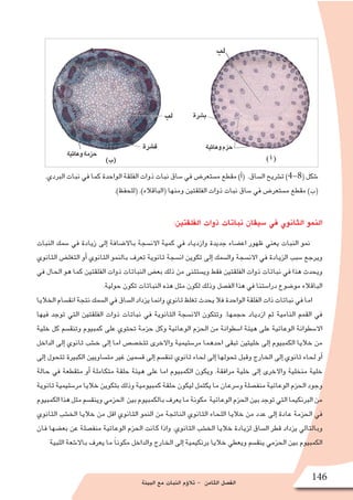 ‫البيئة‬ ‫مع‬ ‫النبات‬ ‫ؤم‬�‫تال‬ - ‫الثامن‬ ‫الف�صل‬
146
:‫الفلقتين‬ ‫ذوات‬ ‫نباتات‬ ‫�سيقان‬ ‫في‬ ‫الثانوي‬ ‫النمو‬
‫النبات‬ ‫�سمك‬ ‫في‬ ‫زيادة‬ ‫إلى‬� ‫باال�ضافة‬ ‫االن�سجة‬ ‫كمية‬ ‫في‬ ‫وازدياد‬ ‫جديدة‬ ‫اع�ضاء‬ ‫ظهور‬ ‫يعني‬ ‫النبات‬ ‫نمو‬
‫الثانوي‬ ‫التغل�ض‬ ‫أو‬� ‫الثانوي‬ ‫بالنمو‬ ‫تعرف‬ ‫ثانوية‬ ‫ان�سجة‬ ‫تكوين‬ ‫إلى‬� ‫وال�سمك‬ ‫االن�سجة‬ ‫في‬ ‫الزيادة‬ ‫�سبب‬ ‫ويرجع‬
‫في‬ ‫الحال‬ ‫هو‬ ‫كما‬ ‫الفلقتين‬ ‫ذوات‬ ‫النباتات‬ ‫بع�ض‬ ‫ذلك‬ ‫من‬ ‫وي�ستثنى‬ ‫فقط‬ ‫الفلقتين‬ ‫ذوات‬ ‫نباتات‬ ‫في‬ ‫هذا‬ ‫ويحدث‬
.‫حولية‬ ‫تكون‬ ‫النباتات‬ ‫هذه‬ ‫مثل‬ ‫لكون‬ ‫وذلك‬ ‫الف�صل‬ ‫هذا‬ ‫في‬ ‫درا�ستنا‬ ‫مو�ضوع‬ ‫الباقالء‬
‫الخاليا‬‫انق�سام‬‫نتجة‬‫ال�سمك‬‫في‬‫ال�ساق‬‫يزداد‬‫وانما‬‫ثانوي‬‫تغلظ‬‫يحدث‬‫فال‬‫الواحدة‬‫الفلقة‬‫ذات‬‫نباتات‬‫في‬‫اما‬
‫فيها‬ ‫توجد‬ ‫التي‬ ‫الفلقتين‬ ‫ذوات‬ ‫نباتات‬ ‫في‬ ‫الثانوية‬ ‫االن�سجة‬ ‫وتتكون‬ .‫حجمها‬ ‫ازدياد‬ ‫ثم‬ ‫النامية‬ ‫القمم‬ ‫في‬
‫خلية‬ ‫كل‬ ‫وتنق�سم‬ ‫كمبيوم‬ ‫على‬ ‫تحتوي‬ ‫حزمة‬ ‫وكل‬ ‫الوعائية‬ ‫الحزم‬ ‫من‬ ‫ا�سطوانة‬ ‫هيئة‬ ‫على‬ ‫الوعائية‬ ‫اال�سطوانة‬
‫الداخل‬ ‫إلى‬� ‫ثانوي‬ ‫خ�شب‬ ‫إلى‬� ‫اما‬ ‫تتخ�ص�ص‬ ‫واالخرى‬ ‫مر�ستيمية‬ ‫احدهما‬ ‫تبقى‬ ‫خليتين‬ ‫إلى‬� ‫الكمبيوم‬ ‫خاليا‬ ‫من‬
‫إلى‬� ‫تتحول‬ ‫الكبيرة‬ ‫مت�ساويين‬ ‫غير‬ ‫ق�سمين‬ ‫إلى‬� ‫تنق�سم‬ ‫ثانوي‬ ‫لحاء‬ ‫إلى‬� ‫تحولها‬ ‫وقبل‬ ‫الخارج‬ ‫إلى‬� ‫ثانوي‬ ‫لحاء‬ ‫أو‬�
‫حالة‬ ‫في‬ ‫متقطعة‬ ‫أو‬� ‫متكاملة‬ ‫حلقة‬ ‫هيئة‬ ‫على‬ ‫اما‬ ‫الكمبيوم‬ ‫ويكون‬ .‫مرافقة‬ ‫خلية‬ ‫إلى‬� ‫واالخرى‬ ‫منخلية‬ ‫خلية‬
‫ثانوية‬‫مر�ستيمية‬‫خاليا‬‫بتكوين‬‫وذلك‬‫كمبيومية‬‫حلقة‬‫ليكون‬‫يكتمل‬‫ما‬‫و�سرعان‬‫منف�صلة‬‫الوعائية‬‫الحزم‬‫وجود‬
‫الكمبيوم‬‫هذا‬‫مثل‬‫وينق�سم‬‫الحزمي‬ ‫بين‬‫بالكمبيوم‬‫يعرف‬‫ما‬‫مكونة‬ ‫الوعائية‬‫الحزم‬‫بين‬‫توجد‬‫التي‬‫البرنكيما‬‫من‬
‫الثانوي‬ ‫الخ�شب‬ ‫خاليا‬ ‫من‬ ‫اقل‬ ‫الثانوي‬ ‫النمو‬ ‫من‬ ‫الناتجة‬ ‫الثانوي‬ ‫اللحاء‬ ‫خاليا‬ ‫من‬ ‫عدد‬ ‫إلى‬� ‫عادة‬ ‫الحزمة‬ ‫في‬
‫فان‬ ‫بع�ضها‬ ‫عن‬ ‫منف�صلة‬ ‫الوعائية‬ ‫الحزم‬ ‫كانت‬ ‫واذا‬ .‫الثانوي‬ ‫الخ�شب‬ ‫خاليا‬ ‫لزيادة‬ ‫ال�ساق‬ ‫قطر‬ ‫يزداد‬ ‫وبالتالي‬
‫اللبية‬ ‫باال�شعة‬ ‫يعرف‬ ‫ما‬ ً‫ا‬‫مكون‬ ‫والداخل‬ ‫الخارج‬ ‫إلى‬� ‫برنكيمية‬ ‫خاليا‬ ‫ويعطي‬ ‫ينق�سم‬ ‫الحزمي‬ ‫بين‬ ‫الكمبيوم‬
.‫البردي‬ ‫نبات‬ ‫في‬ ‫كما‬ ‫الواحدة‬ ‫الفلقة‬ ‫ذوات‬ ‫نبات‬ ‫�ساق‬ ‫في‬ ‫م�ستعر�ض‬ ‫مقطع‬ )‫أ‬�( .‫ال�ساق‬ ‫ت�شريح‬ )4-8( ‫�شكل‬
.)‫(للحفظ‬ .)‫(الباقالء‬ ‫ومنها‬ ‫الفلقتين‬ ‫ذوات‬ ‫نبات‬ ‫�ساق‬ ‫في‬ ‫م�ستعر�ض‬ ‫مقطع‬ )‫(ب‬
 