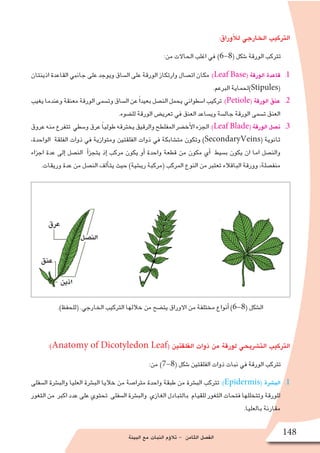 ‫البيئة‬ ‫مع‬ ‫النبات‬ ‫ؤم‬�‫تال‬ - ‫الثامن‬ ‫الف�صل‬
148
:‫أوراق‬‫ل‬‫ل‬ ‫الخارجي‬ ‫التركيب‬
:‫من‬ ‫الحاالت‬ ‫اغلب‬ ‫في‬ )6-8( ‫�شكل‬ ‫الورقة‬ ‫تتركب‬
11 .‫اذينتان‬ ‫القاعدة‬ ‫جانبي‬ ‫على‬ ‫ويوجد‬ ‫ال�ساق‬ ‫على‬ ‫الورقة‬ ‫وارتكاز‬ ‫ات�صال‬ ‫مكان‬ :)Leaf Base( ‫الورقة‬ ‫قاعدة‬
.‫البرعم‬ ‫)لحماية‬Stipules(
22 .‫يغيب‬‫وعندما‬‫معنقة‬‫الورقة‬‫وت�سمى‬‫ال�ساق‬‫عن‬ً‫ا‬‫بعيد‬‫الن�صل‬‫يحمل‬‫ا�سطواني‬‫تركيب‬:)Petiole( ‫الورقة‬ ‫عنق‬
.‫لل�ضوء‬ ‫الورقة‬ ‫تعري�ض‬ ‫في‬ ‫العنق‬ ‫وي�ساعد‬ ‫جال�سة‬ ‫الورقة‬ ‫ت�سمى‬ ‫العنق‬
33 .‫عروق‬‫منه‬‫تتفرع‬ ‫و�سطي‬‫عرق‬ ً‫ا‬‫طولي‬‫يخترقه‬‫والرقيق‬‫المفلطح‬‫أخ�ضر‬‫ل‬‫ا‬‫الجزء‬:)Leaf Blade( ‫الورقة‬ ‫ن�صل‬
،‫الواحدة‬ ‫الفلقة‬ ‫ذوات‬ ‫في‬ ‫ومتوازية‬ ‫الفلقتين‬ ‫ذوات‬ ‫في‬ ‫مت�شابكة‬ ‫وتكون‬ )SecondaryVeins( ‫ثانوية‬
‫اجزاء‬ ‫عدة‬ ‫إلى‬� ‫الن�صل‬ ‫أ‬�‫يتجز‬ ‫إذ‬� ‫مركب‬ ‫يكون‬ ‫أو‬� ‫واحدة‬ ‫قطعة‬ ‫من‬ ‫مكون‬ ‫أي‬� ‫ب�سيط‬ ‫يكون‬ ‫ان‬ ‫اما‬ ‫والن�صل‬
.‫وريقات‬ ‫عدة‬ ‫من‬ ‫الن�صل‬ ‫ألف‬�‫يت‬ ‫حيث‬ )‫ري�شية‬ ‫(مركبة‬ ‫المركب‬ ‫النوع‬ ‫من‬ ‫تعتبر‬ ‫الباقالء‬ ‫وورقة‬ ،‫منف�صلة‬
.)‫(للحفظ‬ .‫الخارجي‬ ‫التركيب‬ ‫خاللها‬ ‫من‬ ‫يت�ضح‬ ‫االوراق‬ ‫من‬ ‫مختلفة‬ ‫أنواع‬� )6-8( ‫ال�شكل‬
:)Anatomy of Dicotyledon Leaf( ‫الفلقتين‬ ‫ذوات‬ ‫من‬ ‫لورقة‬ ‫الت�شريحي‬ ‫التركيب‬
:‫من‬ )7-8( ‫�شكل‬ ‫الفلقتين‬ ‫ذوات‬ ‫نبات‬ ‫في‬ ‫الورقة‬ ‫تتركب‬
11 .‫ال�سفلى‬ ‫والب�شرة‬ ‫العليا‬ ‫الب�شرة‬ ‫خاليا‬ ‫من‬ ‫مترا�صة‬ ‫واحدة‬ ‫طبقة‬ ‫من‬ ‫الب�شرة‬ ‫تتركب‬ :)Epidermis( ‫الب�شرة‬
‫الثغور‬ ‫من‬ ‫اكبر‬ ‫عدد‬ ‫على‬ ‫تحتوي‬ ‫ال�سفلى‬ ‫والب�شرة‬ ‫الغازي‬ ‫بالتبادل‬ ‫للقيام‬ ‫الثغور‬ ‫فتحات‬ ‫وتتخللها‬ ‫للورقة‬
.‫بالعليا‬ ‫مقارنة‬
 
