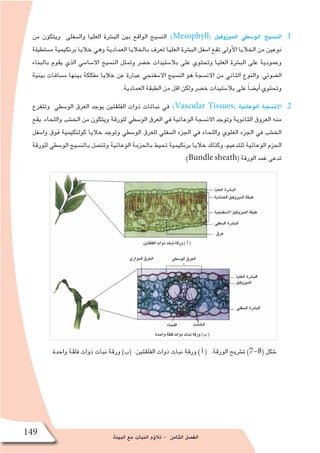 ‫البيئة‬ ‫مع‬ ‫النبات‬ ‫ؤم‬�‫تال‬ - ‫الثامن‬ ‫الف�صل‬
149
11 .‫من‬ ‫ويتكون‬ ‫وال�سفلى‬ ‫العليا‬ ‫الب�شرة‬ ‫بين‬ ‫الواقع‬ ‫الن�سيج‬ :)Mesophyll( ‫الميزوفيل‬ ‫الو�سطي‬ ‫الن�سيج‬
‫م�ستطيلة‬ ‫برنكيمية‬ ‫خاليا‬ ‫وهي‬ ‫العمادية‬ ‫بالخاليا‬ ‫تعرف‬ ‫العليا‬ ‫الب�شرة‬ ‫ا�سفل‬ ‫تقع‬ ‫أولى‬‫ل‬‫ا‬ ‫الخاليا‬ ‫من‬ ‫نوعين‬
‫بالبناء‬ ‫يقوم‬ ‫الذي‬ ‫اال�سا�سي‬ ‫الن�سيج‬ ‫وتمثل‬ ‫خ�ضر‬ ‫بال�ستيدات‬ ‫على‬ ‫وتحتوي‬ ‫العليا‬ ‫الب�شرة‬ ‫على‬ ‫وعمودية‬
‫بينية‬ ‫م�سافات‬ ‫بينها‬ ‫مفككة‬ ‫خاليا‬ ‫عن‬ ‫عبارة‬ ‫اال�سفنجي‬ ‫الن�سيج‬ ‫هو‬ ‫االن�سجة‬ ‫من‬ ‫الثاني‬ ‫والنوع‬ .‫ال�ضوئي‬
.‫العمادية‬ ‫الطبقة‬ ‫من‬ ‫اقل‬ ‫ولكن‬ ‫خ�ضر‬ ‫بال�ستيدات‬ ‫على‬ ً‫ا‬‫أي�ض‬� ‫وتحتوي‬
22 .‫وتتفرع‬ ‫الو�سطي‬ ‫العرق‬ ‫يوجد‬ ‫الفلقتين‬ ‫ذوات‬ ‫نباتات‬ ‫في‬ :)Vascular Tissues( ‫الوعائية‬ ‫االن�سجة‬
‫يقع‬ .‫واللحاء‬ ‫الخ�شب‬ ‫من‬ ‫ويتكون‬ ‫للورقة‬ ‫الو�سطي‬ ‫العرق‬ ‫في‬ ‫الوعائية‬ ‫االن�سجة‬ ‫وتوجد‬ ‫الثانوية‬ ‫العروق‬ ‫منه‬
‫وا�سفل‬ ‫فوق‬ ‫كولنكيمية‬ ‫خاليا‬ ‫وتوجد‬ ‫الو�سطي‬ ‫للعرق‬ ‫ال�سفلي‬ ‫الجزء‬ ‫في‬ ‫واللحاء‬ ‫العلوي‬ ‫الجزء‬ ‫في‬ ‫الخ�شب‬
‫للورقة‬ ‫الو�سطي‬ ‫بالن�سيج‬ ‫وتت�صل‬ ‫الوعائية‬ ‫بالحزمة‬ ‫تحيط‬ ‫برنكيمية‬ ‫خاليا‬ ‫وكذلك‬ ،‫للتدعيم‬ ‫الوعائية‬ ‫الحزم‬
.)Bundle sheath( ‫الورقة‬ ‫غمد‬ ‫تدعى‬
.‫واحدة‬ ‫فلقة‬ ‫ذوات‬ ‫نبات‬ ‫ورقة‬ )‫(ب‬ .‫الفلقتين‬ ‫ذوات‬ ‫نبات‬ ‫ورقة‬ ) ‫أ‬� ( .‫الورقة‬ ‫ت�شريح‬ )7-8( ‫�شكل‬
 