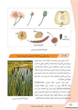 ‫البيئة‬ ‫مع‬ ‫النبات‬ ‫ؤم‬�‫تال‬ - ‫الثامن‬ ‫الف�صل‬
152
‫والبذور‬ ‫االثمار‬ )9-8( ‫�شكل‬
‫المائية‬ ‫للمعي�شة‬ ‫المتكيف‬ )Typha( ‫البردي‬ ‫نبات‬ 3 -8
‫يعي�ش‬ ‫مائية‬ ‫�شبه‬ ‫أو‬� ‫مائية‬ ‫برايزومات‬ ‫معمر‬ ‫ع�شبي‬ ‫نبات‬
‫م�ساحات‬ ‫يغطي‬ ‫واالهوار‬ ‫والم�ستنقعات‬ ‫البحيرات‬ ‫في‬ ‫وي�ستوطن‬
‫إلى‬� ‫باال�ضافة‬ ‫العراق‬ ‫جنوب‬ ‫وم�ستنقعات‬ ‫اهوار‬ ‫من‬ ‫�شا�سعة‬
‫تمكنه‬ ‫تحورات‬ ‫فيه‬ ‫ح�صلت‬ ‫البردي‬ ‫ونبات‬ ،‫الياب�سة‬ ‫في‬ ‫وجوده‬
‫تنمو‬ ‫ار�ضية‬ ‫اجزاء‬ ‫وله‬ ،‫المائية‬ ‫�شبه‬ ‫أو‬� ‫المائية‬ ‫المعي�شة‬ ‫من‬
ً‫ا‬‫نمو‬ ‫منها‬ ‫جزء‬ ‫ينمو‬ ‫ثم‬ ‫بالماء‬ ‫المغمورة‬ ‫أر�ض‬‫ل‬‫ا‬ ‫في‬ ً‫ا‬‫�سريع‬
.‫الماء‬ ‫�سطح‬ ‫في‬ ً‫ا‬‫هوائي‬
)Typhaceae( ‫البردي‬ ‫عائلة‬ ‫البردي‬ ‫نبات‬ ‫يتبع‬
‫الواحدة‬ ‫الفلقة‬ ‫ذوات‬ ‫نباتات‬ ‫من‬ ‫وهو‬ )10-8( ‫�شكل‬
‫عن‬ ‫عبارة‬ ‫العائلة‬ ‫هذه‬ ‫افراد‬ ‫واغلب‬ )Monocotyledon(
‫فهي‬ ،‫والخيزران‬ ‫النخيل‬ ‫مثل‬ ‫قليلة‬ ‫انواع‬ ‫عدا‬ ‫ع�شبية‬ ‫نباتات‬
‫مبعثرة‬ ‫ب�صورة‬ ‫الوعائية‬ ‫الحزم‬ ‫ظهور‬ ‫مميزاتها‬ ‫ومن‬ ‫خ�شبية‬
.‫التعرق‬ ‫متوازية‬ ‫أوراقها‬� ‫وتكون‬ ،‫لل�ساق‬ ‫العر�ضي‬ ‫المقطع‬ ‫في‬‫البردي‬ ‫نبات‬ )10-8( ‫�شكل‬
 