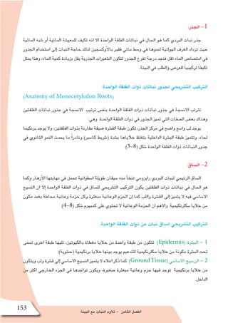 ‫البيئة‬ ‫مع‬ ‫النبات‬ ‫ؤم‬�‫تال‬ - ‫الثامن‬ ‫الف�صل‬
153
:‫الجذر‬ -1
‫المائية‬ ‫�شبه‬ ‫أو‬� ‫المائية‬ ‫للمعي�شة‬ ‫تكيف‬ ‫انه‬ ‫اال‬ ‫الواحدة‬ ‫الفلقة‬ ‫نباتات‬ ‫في‬ ‫الحال‬ ‫هو‬ ‫كما‬ ‫البردي‬ ‫نبات‬ ‫جذر‬
‫الجذور‬ ‫ا�ستخدام‬ ‫إلى‬� ‫النبات‬ ‫حاجة‬ ‫لذلك‬ ‫أوك�سجين‬‫ل‬‫با‬ ‫فقير‬ ‫مائي‬ ‫و�سط‬ ‫في‬ ‫لنموها‬ ‫الهوائية‬ ‫الغرف‬ ‫تزداد‬ ‫حيث‬
‫يمثل‬ ‫وهذا‬ ،‫الماء‬ ‫كمية‬ ‫بزيادة‬ ‫يقل‬ ‫الجذرية‬ ‫ال�شعيرات‬ ‫لتكون‬ ‫الجذور‬ ‫تفرع‬ ‫درجة‬ ‫فنجد‬ ‫تقل‬ ‫الماء‬ ‫امت�صا�ص‬ ‫في‬
.‫البيئة‬ ‫في‬ ‫والطلب‬ ‫للعر�ض‬ ً‫ا‬‫تركيبي‬ ً‫ا‬‫تكيف‬
:‫الواحدة‬ ‫الفلقة‬ ‫ذوات‬ ‫نباتات‬ ‫لجذور‬ ‫الت�شريحي‬ ‫التركيب‬
)Anatomy of Monocotyledon Roots(:
‫الفلقتين‬ ‫نباتات‬ ‫جذور‬ ‫في‬ ‫االن�سجة‬ ‫ترتيب‬ ‫بنف�س‬ ‫الواحدة‬ ‫الفلقة‬ ‫ذوات‬ ‫نباتات‬ ‫جذور‬ ‫في‬ ‫االن�سجة‬ ‫تترتب‬
:‫وهي‬ ‫الواحدة‬ ‫الفلقة‬ ‫ذوات‬ ‫في‬ ‫الجذور‬ ‫تميز‬ ‫التي‬ ‫ال�صفات‬ ‫بع�ض‬ ‫وهناك‬
‫برنكيما‬ ‫يوجد‬ ‫وال‬ ،‫الفلقتين‬ ‫بذوات‬ ‫مقارنة‬ ‫�ضيقة‬ ‫الق�شرة‬ ‫طبقة‬ ‫تكون‬ ،‫الجذر‬ ‫مركز‬ ‫في‬ ‫وا�ضح‬ ‫وا�سع‬ ‫لب‬ ‫يوجد‬
‫في‬ ‫الثانوي‬ ‫النمو‬ ‫يحدث‬ ‫ما‬ ً‫ا‬‫ونادر‬ )‫كا�سبر‬ ‫(�شريط‬ ‫ب�شدة‬ ‫خالياها‬ ‫بتغلظ‬ ‫الداخلية‬ ‫الب�شرة‬ ‫طبقة‬ ‫وتتميز‬ .‫لحاء‬
.)3-8( ‫�شكل‬ ‫الواحدة‬ ‫الفلقة‬ ‫ذوات‬ ‫النباتات‬ ‫جذور‬
:‫ال�ساق‬ -2
‫وكما‬ ‫أزهار‬‫ل‬‫ا‬ ‫نهايتها‬ ‫في‬ ‫تحمل‬ ‫ا�سطوانية‬ ‫طويلة‬ ‫�سيقان‬ ‫منه‬ ‫أ‬�‫ش‬�‫تن‬ ‫رايزومي‬ ‫البردي‬ ‫لنبات‬ ‫الرئي�سي‬ ‫ال�ساق‬
‫الن�سيج‬ ‫ان‬ ‫إال‬� ‫الواحدة‬ ‫الفلقة‬ ‫ذوات‬ ‫في‬ ‫لل�ساق‬ ‫الت�شريحي‬ ‫التركيب‬ ‫يكون‬ ‫الفلقتين‬ ‫ذوات‬ ‫نباتات‬ ‫في‬ ‫الحال‬ ‫هو‬
‫مكون‬ ‫بغمد‬ ‫محاطة‬ ‫وعائية‬ ‫حزمة‬ ‫وكل‬ ‫مبعثرة‬ ‫الوعائية‬ ‫الحزم‬ ‫إن‬� ‫كما‬ ‫واللب‬ ‫الق�شرة‬ ‫إلى‬� ‫يتميز‬ ‫ال‬ ‫فيه‬ ‫اال�سا�سي‬
.)4-8( ‫�شكل‬ ‫كمبيوم‬ ‫على‬ ‫تحتوي‬ ‫ال‬ ‫الوعائية‬ ‫الحزمة‬ ‫ان‬ ‫واالهم‬ .‫�سكلرنكيمية‬ ‫خاليا‬ ‫من‬
:‫الواحدة‬ ‫الفلقة‬ ‫ذوات‬ ‫من‬ ‫نبات‬ ‫ل�ساق‬ ‫الت�شريحي‬ ‫التركيب‬
‫ت�سمى‬ ‫اخرى‬ ‫طبقة‬ ‫تليها‬ ،‫بالكيوتين‬ ‫مغطاة‬ ‫خاليا‬ ‫من‬ ‫واحدة‬ ‫طبقة‬ ‫من‬ ‫تتكون‬ :)Epidermis( ‫الب�شرة‬ - 1
.)‫(ح�شوية‬ ‫برنكيمية‬ ‫خاليا‬ ‫بينها‬ ‫يوجد‬ ‫للتدعيم‬ ‫�سكلرنكيمية‬ ‫خاليا‬ ‫من‬ ‫مكونة‬ ‫الب�شرة‬ ‫تحت‬
‫ويتكون‬‫ولب‬‫ق�شرة‬‫إلى‬�‫اال�سا�سي‬‫الن�سيج‬‫يتميز‬‫ال‬‫اعاله‬‫ذكر‬‫كما‬:)GroundTissue(‫اال�سا�سي‬ ‫الن�سيج‬ - 2
‫من‬ ‫اكثر‬ ‫الخارجي‬ ‫الجزء‬ ‫في‬ ‫تواجدها‬ ‫ويكون‬ ،‫�صغيرة‬ ‫مبعثرة‬ ‫وعائية‬ ‫حزم‬ ‫فيها‬ ‫توجد‬ ‫برنكيمية‬ ‫خاليا‬ ‫من‬
.‫الداخل‬
 