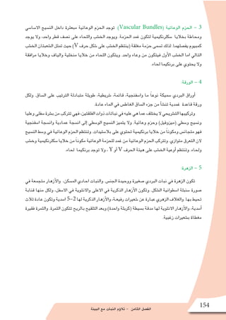 ‫البيئة‬ ‫مع‬ ‫النبات‬ ‫ؤم‬�‫تال‬ - ‫الثامن‬ ‫الف�صل‬
154
‫اال�سا�سي‬ ‫الن�سيج‬ ‫داخل‬ ‫مبعثرة‬ ‫الوعائية‬ ‫الحزم‬ ‫توجد‬ :)Vascular Bundles( ‫الوعائية‬ ‫الحزم‬ - 3
‫يوجد‬ ‫وال‬ ،‫واحد‬ ‫قطر‬ ‫ن�صف‬ ‫على‬ ‫واللحاء‬ ‫الخ�شب‬ ‫ويوجد‬ .‫الحزمة‬ ‫غمد‬ ‫لتكون‬ ‫�سكلرنكيمية‬ ‫بخاليا‬ ‫ومحاطة‬
‫الخ�شب‬‫ال�شعبتان‬‫تمثل‬‫حيث‬)V‫حرف‬‫�شكل‬‫على‬‫الخ�شب‬‫(ينتظم‬‫مغلقة‬‫حزمة‬‫ت�سمى‬‫لذلك‬.‫يف�صلهما‬‫كمبيوم‬
‫مرافقة‬ ‫وخاليا‬ ‫والياف‬ ‫منخلية‬ ‫خاليا‬ ‫من‬ ‫اللحاء‬ ‫ويتكون‬ .‫واحد‬ ‫وعاء‬ ‫من‬ ‫فيتكون‬ ‫أول‬‫ل‬‫ا‬ ‫الخ�شب‬ ‫اما‬ ‫التالي‬
.‫لحاء‬ ‫برنكيما‬ ‫على‬ ‫يحتوي‬ ‫وال‬
:‫الورقة‬ - 4
‫ولكل‬ .‫ال�ساق‬ ‫على‬ ‫الترتيب‬ ‫متبادلة‬ ‫طويلة‬ ،‫�شريطية‬ ،‫قائمة‬ ،‫وا�سفنجية‬ ‫ما‬ ً‫ا‬‫نوع‬ ‫�سميكة‬ ‫البردي‬ ‫أوراق‬�
.‫عادة‬ ‫الماء‬ ‫في‬ ‫الغاط�س‬ ‫ال�ساق‬ ‫جزء‬ ‫من‬ ‫أ‬�‫ش‬�‫تن‬ ‫غمدية‬ ‫قاعدة‬ ‫ورقة‬
‫وعليا‬‫�سفلى‬‫ب�شرة‬‫من‬‫تتركب‬‫فهي‬،‫الفلقتين‬‫ذوات‬‫نباتات‬‫في‬‫عليه‬‫هي‬‫عما‬‫يختلف‬‫ال‬‫الت�شريحي‬‫وتركيبها‬
‫ا�سفنجية‬ ‫وان�سجة‬ ‫عمادية‬ ‫ان�سجة‬ ‫إلى‬� ‫الو�سطي‬ ‫الن�سيج‬ ‫يتميز‬ ‫وال‬ .‫وعائية‬ ‫وحزم‬ )‫(ميزوفيل‬ ‫و�سطي‬ ‫ون�سيج‬
‫الن�سيج‬ ‫و�سط‬ ‫في‬ ‫الوعائية‬ ‫الحزم‬ ‫وتنتظم‬ .‫بال�ستيدات‬ ‫على‬ ‫تحتوي‬ ‫برنكيمية‬ ‫خاليا‬ ‫من‬ ً‫ا‬‫ومكون‬ ‫متجان�س‬ ‫فهو‬
‫وخ�شب‬‫�سكلرنكيمية‬‫خاليا‬‫من‬ ً‫ا‬‫مكون‬‫الوعائية‬‫للحزمة‬‫غمد‬‫من‬‫الوعائية‬‫الحزم‬‫وتتركب‬.‫متوازي‬‫التعرق‬‫الن‬
.‫لحاء‬ ‫برنكيما‬ ‫توجد‬ ‫وال‬ ، Y ‫أو‬� V ‫الحرف‬ ‫هيئة‬ ‫على‬ ‫الخ�شب‬ ‫أوعية‬� ‫وتنتظم‬ .‫ولحاء‬
:‫الزهرة‬ - 5
‫في‬ ‫متجمعة‬ ‫أزهار‬‫ل‬‫وا‬ ،‫الم�سكن‬ ‫احادي‬ ‫والنبات‬ .‫الجن�س‬ ‫ووحيدة‬ ‫�صغيرة‬ ‫البردي‬ ‫نبات‬ ‫في‬ ‫الزهرة‬ ‫تكون‬
‫قنابة‬ ‫منها‬ ‫ولكل‬ ،‫اال�سفل‬ ‫في‬ ‫واالنثوية‬ ‫االعلى‬ ‫في‬ ‫الذكرية‬ ‫أزهار‬‫ل‬‫ا‬ ‫وتكون‬ .‫ال�شكل‬ ‫ا�سطوانية‬ ‫�سنبلة‬ ‫�صورة‬
‫ثالث‬‫عادة‬‫وتكون‬‫ا�سدية‬ 5-2‫لها‬‫الذكرية‬‫أزهار‬‫ل‬‫وا‬،‫رفيعـة‬‫�شعيرات‬‫عن‬‫عبارة‬‫الزهري‬‫والغالف‬.‫بها‬‫تحيط‬
‫فقيرة‬ ‫والثمرة‬ .‫الثمرة‬ ‫تتكون‬ ‫بالريح‬ ‫التلقيح‬ ‫وبعد‬ )‫واحدة‬ ‫(كربلة‬ ‫ب�سيطة‬ ‫مدقة‬ ‫لها‬ ‫االنثوية‬ ‫أزهار‬‫ل‬‫وا‬ ،‫أ�سدية‬�
.‫زغبية‬ ‫ب�شعيرات‬ ‫مغطاة‬
 