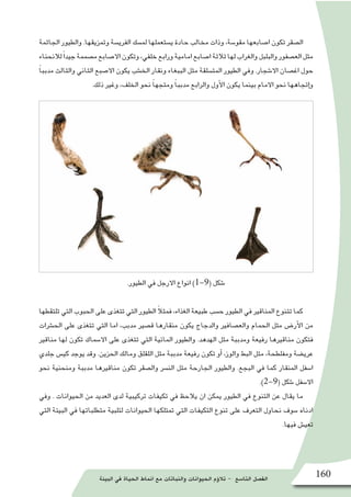 ‫البيئة‬ ‫في‬ ‫الحياة‬ ‫انماط‬ ‫مع‬ ‫والنباتات‬ ‫الحيوانات‬ ‫ؤم‬�‫تال‬ - ‫التا�سع‬ ‫الف�صل‬ 160
‫الجاثمة‬ ‫والطيور‬ .‫وتمزيقها‬ ‫الفري�سة‬ ‫لم�سك‬ ‫ي�ستعملها‬ ‫حادة‬ ‫مخالب‬ ‫وذات‬ ،‫مقو�سة‬ ‫ا�صابعها‬ ‫تكون‬ ‫ال�صقر‬
‫لالنحناء‬ً‫ا‬‫جيد‬‫م�صممة‬‫اال�صابع‬‫وتكون‬،‫خلفي‬‫ورابع‬‫امامية‬‫ا�صابع‬‫ثالثة‬‫لها‬‫والغراب‬‫والبلبل‬‫الع�صفور‬‫مثل‬
ً‫ا‬‫مدبب‬ ‫والثالث‬ ‫الثاني‬ ‫اال�صبع‬ ‫يكون‬ ‫الخ�شب‬ ‫ونقار‬ ‫الببغاء‬ ‫مثل‬ ‫المت�سلقة‬ ‫الطيور‬ ‫وفي‬ .‫اال�شجار‬ ‫اغ�صان‬ ‫حول‬
.‫ذلك‬ ‫وغير‬ ،‫الخلف‬ ‫نحو‬ ً‫ا‬‫ومتجه‬ ً‫ا‬‫مدبب‬ ‫والرابع‬ ‫أول‬‫ل‬‫ا‬ ‫يكون‬ ‫بينما‬ ‫االمام‬ ‫نحو‬ ‫إتجاهها‬�‫و‬
.‫الطيور‬ ‫في‬ ‫االرجل‬ ‫انواع‬ )1-9( ‫�شكل‬
‫تلتقطها‬ ‫التي‬ ‫الحبوب‬ ‫على‬ ‫تتغذى‬ ‫التي‬ ‫الطيور‬ ً‫ال‬‫فمث‬ ،‫الغذاء‬ ‫طبيعة‬ ‫ح�سب‬ ‫الطيور‬ ‫في‬ ‫المناقير‬ ‫تتنوع‬ ‫كما‬
‫الح�شرات‬ ‫على‬ ‫تتغذى‬ ‫التي‬ ‫اما‬ ،‫مدبب‬ ‫ق�صير‬ ‫منقارها‬ ‫يكون‬ ‫والدجاج‬ ‫والع�صافير‬ ‫الحمام‬ ‫مثل‬ ‫أر�ض‬‫ل‬‫ا‬ ‫من‬
‫مناقير‬ ‫لها‬ ‫تكون‬ ‫اال�سماك‬ ‫على‬ ‫تتغذى‬ ‫التي‬ ‫المائية‬ ‫والطيور‬ .‫الهدهد‬ ‫مثل‬ ‫ومدببة‬ ‫رفيعة‬ ‫مناقيرها‬ ‫فتكون‬
‫جلدي‬ ‫كي�س‬ ‫يوجد‬ ‫وقد‬ .‫الحزين‬ ‫ومالك‬ ‫اللقلق‬ ‫مثل‬ ‫مدببة‬ ‫رفيعة‬ ‫تكون‬ ‫أو‬� ،‫والوز‬ ‫البط‬ ‫مثل‬ ،‫ومفلطحة‬ ‫عري�ضة‬
‫نحو‬ ‫ومنحنية‬ ‫مدببة‬ ‫مناقيرها‬ ‫تكون‬ ‫وال�صقر‬ ‫الن�سر‬ ‫مثل‬ ‫الجارحة‬ ‫والطيور‬ .‫البجع‬ ‫في‬ ‫كما‬ ‫المنقار‬ ‫ا�سفل‬
.)2-9( ‫�شكل‬ ‫اال�سفل‬
‫وفي‬ . ‫الحيوانات‬ ‫من‬ ‫العديد‬ ‫لدى‬ ‫تركيبية‬ ‫تكيفات‬ ‫في‬ ‫يالحظ‬ ‫ان‬ ‫يمكن‬ ‫الطيور‬ ‫في‬ ‫التنوع‬ ‫عن‬ ‫يقال‬ ‫ما‬
‫التي‬ ‫البيئة‬ ‫في‬ ‫متطلباتها‬ ‫لتلبية‬ ‫الحيوانات‬ ‫تمتلكها‬ ‫التي‬ ‫التكيفات‬ ‫تنوع‬ ‫على‬ ‫التعرف‬ ‫نحاول‬ ‫�سوف‬ ‫ادناه‬
.‫فيها‬ ‫تعي�ش‬
 