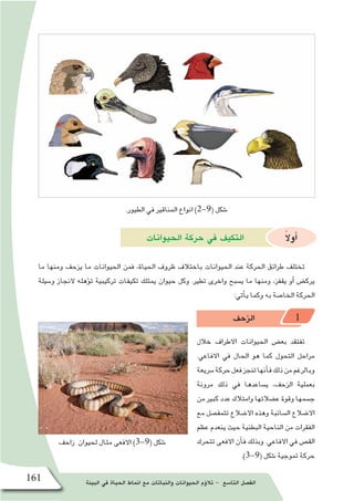 ‫البيئة‬ ‫في‬ ‫الحياة‬ ‫انماط‬ ‫مع‬ ‫والنباتات‬ ‫الحيوانات‬ ‫ؤم‬�‫تال‬ - ‫التا�سع‬ ‫الف�صل‬161
‫زاحف‬ ‫لحيوان‬ ‫مثال‬ ‫االفعى‬ )3-9( ‫�شكل‬
.‫الطيور‬ ‫في‬ ‫المناقير‬ ‫انواع‬ )2-9( ‫�شكل‬
‫الحيوانات‬ ‫حركة‬ ‫في‬ ‫التكيف‬ ً‫ال‬‫أو‬�
‫ما‬ ‫ومنها‬ ‫يزحف‬ ‫ما‬ ‫الحيوانات‬ ‫فمن‬ ،‫الحياة‬ ‫ظروف‬ ‫باختالف‬ ‫الحيوانات‬ ‫عند‬ ‫الحركة‬ ‫طرائق‬ ‫تختلف‬
‫و�سيلة‬ ‫النجاز‬ ‫ؤهله‬�‫ت‬ ‫تركيبية‬ ‫تكيفات‬ ‫يمتلك‬ ‫حيوان‬ ‫وكل‬ .‫تطير‬ ‫واخرى‬ ‫ي�سبح‬ ‫ما‬ ‫ومنها‬ ،‫يقفز‬ ‫أو‬� ‫يرك�ض‬
:‫أتي‬�‫ي‬ ‫وكما‬ ‫به‬ ‫الخا�صة‬ ‫الحركة‬
‫الزحف‬ 1
‫خالل‬ ‫االطراف‬ ‫الحيوانات‬ ‫بع�ض‬ ‫تفتقد‬
.‫االفاعي‬ ‫في‬ ‫الحال‬ ‫هو‬ ‫كما‬ ‫التحول‬ ‫مراحل‬
‫�سريعة‬‫حركة‬‫فعل‬‫تنجز‬‫أنها‬�‫ف‬‫ذلك‬‫من‬‫وبالرغم‬
‫مرونة‬ ‫ذلك‬ ‫في‬ ‫ي�ساعدها‬ ،‫الزحف‬ ‫بعملية‬
‫من‬ ‫كبير‬ ‫عدد‬ ‫وامتالك‬ ‫ع�ضالتها‬ ‫وقوة‬ ‫ج�سمها‬
‫مع‬ ‫تتمف�صل‬ ‫اال�ضالع‬ ‫وهذه‬ ‫ال�سائبة‬ ‫اال�ضالع‬
‫عظم‬ ‫ينعدم‬ ‫حيث‬ ‫البطنية‬ ‫الناحية‬ ‫من‬ ‫الفقرات‬
‫تتحرك‬ ‫االفعى‬ ‫أن‬�‫ف‬ ‫وبذلك‬ .‫االفاعي‬ ‫في‬ ‫الق�ص‬
.)3-9( ‫�شكل‬ ‫تموجية‬ ‫حركة‬
 