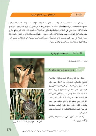 ‫البيئي‬ ‫والتعاقب‬ ‫وال�سلوك‬ ‫الحية‬ ‫الكائنات‬ ‫بين‬ ‫العالقات‬ - ‫العا�شر‬ ‫الف�صل‬171
‫الحية‬ ‫الكائنات‬ ‫بين‬ ‫العالقات‬ 1-10
‫تتواجد‬‫ال‬‫حيث‬،‫االحياء‬‫من‬‫المختلفة‬‫االنواع‬‫بها‬‫ترتبط‬‫التي‬‫العالقات‬‫من‬‫�شبكة‬‫االحياء‬‫مجتمعات‬‫في‬‫توجد‬
‫وتت�ضح‬ .‫البيئة‬ ‫�ضمن‬ ‫االخرى‬ ‫االنواع‬ ‫من‬ ‫العديد‬ ‫مع‬ ‫تتواجد‬ ‫بل‬ ‫منفرد‬ ‫ب�شكل‬ ‫الطبيعة‬ ‫في‬ ‫وحدها‬ ‫االحياء‬ ‫انواع‬
‫خارج‬ ‫وتقع‬ ‫اكبر‬ ‫أثير‬�‫ت‬ ‫ذات‬ ‫اخرى‬ ‫عالقات‬ ‫هناك‬ ‫تكون‬ ‫وقد‬ ،‫الغذائية‬ ‫ال�سال�سل‬ ‫في‬ ‫جلي‬ ‫ب�شكل‬ ‫العالقات‬ ‫هذه‬
‫المتفاعلة‬ ‫االنواع‬ ‫من‬ ‫اكثر‬ ‫أو‬� ‫لمجموعة‬ ً‫ا‬‫ونافع‬ ً‫ا‬‫تعاوني‬ ‫يكون‬ ‫العالقات‬ ‫هذه‬ ‫وبع�ض‬ ،‫الغذائية‬ ‫ال�سال�سل‬ ‫مفهوم‬
‫آخر‬� ‫بتعبير‬ ‫أو‬� ،‫العالقة‬ ‫ذات‬ ‫النوعية‬ ‫للجماعات‬ ً‫ا‬‫محدد‬ ‫أو‬� ً‫ا‬‫تناف�سي‬ ‫آخر‬‫ل‬‫ا‬ ‫بع�ضها‬ ‫يكون‬ ‫حين‬ ‫في‬ ،‫البيئة‬ ‫�ضمن‬
.‫�سلبية‬ ‫واخرى‬ ‫ايجابية‬ ‫عالقات‬ ‫هناك‬ ‫ان‬ ‫القول‬ ‫يمكن‬
‫االيجابية‬ ‫العالقات‬ 1-1-10
:‫االيجابية‬ ‫العالقات‬ ‫ت�شمل‬
)Mutualism( ‫المنفعة‬ ‫تبادل‬ 1
‫بين‬ ‫وثيقة‬ ‫بعالقة‬ ‫االرتباط‬ ‫من‬ ‫النوع‬ ‫هذا‬ ‫يتمثل‬
،‫ذلك‬ ‫على‬ ‫االمثلة‬ ‫ومن‬ ،‫المنفعة‬ ‫يتبادالن‬ ‫كائنين‬
‫النتروجين‬‫تثبيت‬‫وبكتريا‬‫البقوليات‬‫جذور‬‫بين‬‫العالقة‬
‫النباتات‬ ‫جذور‬ ‫ت�ستطيع‬ ‫نترات‬ ‫هيئة‬ ‫على‬ ‫تثبيته‬ ‫فبعد‬
‫الحيوانات‬‫في‬‫العالقة‬‫هذه‬‫مثل‬‫تت�ضح‬‫كما‬.‫امت�صا�صه‬
‫مثل‬ ،‫الع�شب‬ ‫آكلة‬� ‫اللبائن‬ ‫ظهر‬ ‫على‬ ‫تعي�ش‬ ‫طيور‬ ‫فهناك‬
‫جلده‬ ‫على‬ ‫يتطفل‬ ‫الذي‬ ‫القراد‬ ‫تلتقط‬ ‫وهي‬ ‫الكركدن‬
‫م�ستفيدة‬ ‫الطيور‬ ‫تكون‬ ‫وبهذا‬ ‫عليه‬ ‫الطيور‬ ‫وتتغذى‬
‫هذه‬ ‫من‬ ‫تخل�صه‬ ‫في‬ ‫الكركدن‬ ‫ا�ستفادة‬ ‫تكمن‬ ‫حين‬ ‫في‬
.‫الطفيليات‬
‫وال�شكل‬ ‫العالقة‬ ‫هذه‬ ‫على‬ ‫كثيرة‬ ‫امثلة‬ ‫وهناك‬
.‫ذلك‬ ‫يبين‬ )1-10(‫الحيوان‬ ‫عند‬ ‫المنفعة‬ ‫تبادل‬ )1-10( ‫�شكل‬
 
