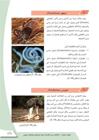 ‫البيئي‬ ‫والتعاقب‬ ‫وال�سلوك‬ ‫الحية‬ ‫الكائنات‬ ‫بين‬ ‫العالقات‬ - ‫العا�شر‬ ‫الف�صل‬173
)Parasitism( ‫التطفل‬ 2
‫بالطفيلي‬ ‫أول‬‫ل‬‫ا‬ ‫يدعى‬ ‫كائنين‬ ‫بين‬ ‫�سلبية‬ ‫عالقة‬ ‫يمثل‬
‫يدعى‬ ‫آخر‬� ‫نوع‬ ‫داخل‬ ‫أو‬� ‫على‬ ‫يعي�ش‬ ‫الذي‬ )Parasite(
‫أوى‬�‫والم‬ ‫الغذاء‬ ‫على‬ ‫يح�صل‬ ‫فالطفيلي‬ .)Host( ‫بالم�ضيف‬
‫يعي�ش‬ ‫ان‬ ‫الم�ضيف‬ ‫وي�ستطيع‬ .‫الم�ضيف‬ ‫ح�ساب‬ ‫على‬ ‫ويعي�ش‬
‫يعي�ش‬ ‫ان‬ ً‫ا‬‫طبيعي‬ ‫ي�ستطيع‬ ‫ال‬ ‫أخير‬‫ل‬‫ا‬ ‫ولكن‬ ‫الطفيلي‬ ‫بدون‬
.‫الم�ضيف‬ ‫بدون‬
:‫إلى‬� ‫الطفيليات‬ ‫تق�سم‬ ‫ان‬ ‫يمكن‬
‫خارج‬ ‫تعي�ش‬ )Ectoparasites( ‫خارجية‬ ‫طفيليات‬ - ‫أ‬�
.‫والعلق‬ ‫القمل‬ ‫مثل‬ ‫الج�سم‬
‫داخل‬ ‫تعي�ش‬ )Endoparasites( ‫داخلية‬ ‫طفيليات‬ -‫ب‬
‫في‬ ‫الموجودة‬ ‫الطفيليات‬ ‫مثل‬ ،‫تجاويفه‬ ‫في‬ ‫أو‬� ‫الج�سم‬
‫تعي�ش‬ ‫أو‬� ،‫ال�شريطية‬ ‫الدودة‬ ‫في‬ ‫الحال‬ ‫هو‬ ‫كما‬ ‫االمعاء‬
‫ن�سيج‬ ‫في‬ ‫يعي�ش‬ ‫الذي‬ ‫المالريا‬ ‫طفيلي‬ ‫مثل‬ ‫االن�سجة‬ ‫في‬
‫داخل‬ ‫تعي�ش‬ ‫التي‬ )Trichinella( ‫التراخينا‬ ‫أو‬� ‫الدم‬
.)3-10( ‫ال�شكل‬ ‫الع�ضالت‬
)Predation( ‫االفترا�س‬ 3
‫وفيه‬ ‫ال�سلبية‬ ‫العالقات‬ ‫من‬ ‫آخر‬� ‫نوع‬ ‫االفترا�س‬ ‫يمثل‬
‫ويدعى‬ ‫آخر‬� ‫حي‬ ‫كائن‬ ‫أكل‬� ‫أو‬� ‫إهالك‬�‫ب‬ ‫حي‬ ‫كائن‬ ‫يقوم‬
‫هلك‬ُ‫ي‬ ‫آخر‬� ‫حي‬ ‫وكائن‬ )Predator( ‫بالمفتر�س‬ ‫الكائن‬ ‫هذا‬
‫عن‬ ‫االفترا�س‬ ‫ويختلف‬ .)Prey( ‫بالفري�سة‬ ‫يدعى‬ ‫ؤكل‬�‫ي‬ ‫أو‬�
‫الطفيلي‬ ‫ولكن‬ ‫فري�سته‬ ‫أكل‬�‫ي‬ ‫المفتر�س‬ ‫ان‬ ‫حيث‬ ،‫التطفل‬
‫يكون‬ ‫الغذائية‬ ‫ال�سل�سلة‬ ‫وفي‬ ،‫م�ضيفة‬ ‫مع‬ ‫بالمعي�شة‬ ‫ي�ستمر‬
.)4-10( ‫�شكل‬ ‫فري�سته‬ ‫من‬ ً‫ا‬‫حجم‬ ‫اكبر‬ ً‫ا‬‫غالب‬ ‫المفتر�س‬
‫الحيوانات‬ ‫عند‬ ‫التطفل‬ )3-10( ‫�شكل‬
‫االفترا�س‬ )4-10( ‫�شكل‬
 
