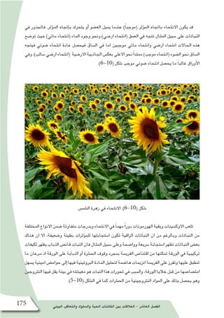‫البيئي‬ ‫والتعاقب‬ ‫وال�سلوك‬ ‫الحية‬ ‫الكائنات‬ ‫بين‬ ‫العالقات‬ - ‫العا�شر‬ ‫الف�صل‬175
‫في‬ ‫فالجذور‬ .‫ؤثر‬�‫الم‬ ‫إتجاه‬�‫ب‬ ‫يتحرك‬ ‫أو‬� ‫الع�ضو‬ ‫يميل‬ ‫عندما‬ )ً‫ا‬‫(موجب‬ ‫ؤثر‬�‫الم‬ ‫باتجاه‬ ‫االنتحاء‬ ‫يكون‬ ‫قد‬
‫تو�ضح‬ ‫حيث‬ )‫مائي‬ ‫(انتحاء‬ ‫الماء‬ ‫وجود‬ ‫ونحو‬ )‫ار�ضي‬ ‫(انتحاء‬ ‫العمق‬ ‫في‬ ‫تتجه‬ ‫المثال‬ ‫�سبيل‬ ‫على‬ ‫النباتات‬
‫فيتجه‬ ‫�ضوئي‬ ‫انتحاء‬ ‫عادة‬ ‫فيح�صل‬ ‫ال�ساق‬ ‫في‬ ‫اما‬ ‫موجبين‬ ‫مائي‬ ‫وانتحاء‬ ‫ار�ضي‬ ‫انتحاء‬ ‫الحاالت‬ ‫هذه‬
‫وفي‬ ،)‫�سالب‬ ‫ار�ضي‬ ‫(انتحاء‬ ‫االر�ضية‬ ‫الجاذبية‬ ‫بعك�س‬ ‫االعلى‬ ‫نحو‬ً‫ا‬‫ممتد‬ )‫موجب‬ ‫(انتحاء‬ ‫ال�ضوء‬ ‫نحو‬ ‫ال�ساق‬
.)6-10( ‫�شكل‬ ‫موجب‬ ‫�ضوئي‬ ‫انتحاء‬ ‫يح�صل‬ ‫ما‬ ً‫ا‬‫غالب‬ ‫أوراق‬‫ل‬‫ا‬
‫ال�شم�س‬ ‫زهرة‬ ‫في‬ ‫االنتحاء‬ .)6-10( ‫�شكل‬
‫المختلفة‬‫االنواع‬‫�ضمن‬‫متفاوتة‬‫وبدرجات‬‫االنتحاء‬‫في‬ ً‫ا‬‫مهم‬ً‫ا‬‫دور‬‫الهورمونات‬‫وبقية‬‫االوك�سينات‬‫تلعب‬
‫هناك‬ ‫ان‬ ‫اال‬ ،‫و�ضعيفة‬ ‫بطيئة‬ ‫ؤثرات‬�‫للم‬ ‫ا�ستجابتها‬ ‫تكون‬ ‫الراقية‬ ‫النباتات‬ ‫ان‬ ‫من‬ ‫وبالرغم‬ ‫النباتات‬ ‫من‬
‫تكيفات‬‫يظهر‬‫الذباب‬‫قان�ص‬‫النبات‬‫فان‬‫المثال‬‫�سبيل‬‫وعلى‬‫ووا�ضحة‬‫�سريعة‬‫ا�ستجابة‬‫تظهر‬‫النباتات‬‫بع�ض‬
‫ما‬ ‫�سرعان‬ ‫اذ‬ ‫الورقة‬ ‫على‬ ‫الذبابة‬ ‫أو‬� ‫الح�شرة‬ ‫وقوف‬ ‫بمجرد‬ ‫الفري�سة‬ ‫اقتنا�ص‬ ‫من‬ ‫تمكنها‬ ‫الورقة‬ ‫في‬ ‫تركيبية‬
‫ي�سهل‬‫امينية‬‫حوام�ض‬‫إلى‬�‫فيها‬‫البروتينية‬‫المادة‬‫لتحليل‬‫ها�ضمة‬‫انزيمات‬‫الفري�سة‬‫على‬‫وتفرز‬‫عليها‬‫تنطبق‬
‫النتروجين‬‫فيها‬‫يقل‬‫بيئة‬‫في‬‫معي�شته‬‫هو‬‫النبات‬‫هذا‬‫تحورات‬‫في‬‫وال�سبب‬،‫الورقة‬‫خاليا‬‫قبل‬‫من‬‫امت�صا�صها‬
.)5-10( ‫ال�شكل‬ ‫في‬ ‫كما‬ ‫الح�شرات‬ ‫من‬ ‫النتروجينية‬ ‫المواد‬ ‫على‬ ‫بذلك‬ ‫يح�صل‬ ‫وهو‬
 