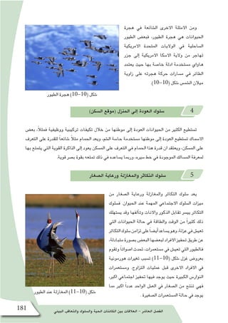 ‫البيئي‬ ‫والتعاقب‬ ‫وال�سلوك‬ ‫الحية‬ ‫الكائنات‬ ‫بين‬ ‫العالقات‬ - ‫العا�شر‬ ‫الف�صل‬181
‫الطيور‬ ‫هجرة‬ )10-10( ‫�شكل‬
‫الطيور‬ ‫عند‬ ‫المغازلة‬ )11-10( ‫�شكل‬
‫هجرة‬ ‫في‬ ‫ال�شائعة‬ ‫االخرى‬ ‫االمثلة‬ ‫ومن‬
‫الطيور‬ ‫فبع�ض‬ ،‫الطيور‬ ‫هجرة‬ ‫هي‬ ‫الحيوانات‬
‫االمريكية‬ ‫المتحدة‬ ‫الواليات‬ ‫في‬ ‫ال�ساحلية‬
‫جزر‬ ‫إلى‬� ‫االمريكية‬ ‫اال�سكا‬ ‫والية‬ ‫من‬ ‫تهاجر‬
‫يعتمد‬ ‫حيث‬ ‫بها‬ ‫خا�صة‬ ‫ادلة‬ ‫م�ستخدمة‬ ‫هاواي‬
‫زاوية‬ ‫على‬ ‫هجرته‬ ‫حركة‬ ‫م�سارات‬ ‫في‬ ‫الطائر‬
.)10-10( ‫�شكل‬ ‫ال�شم�س‬ ‫ميالن‬
)‫ال�سكن‬ ‫(موقع‬ ‫المنزل‬ ‫إلى‬� ‫العودة‬ ‫�سلوك‬ 4
‫بع�ض‬ ،ً‫ال‬‫فمث‬ ‫ووظيفية‬ ‫تركيبية‬ ‫تكيفات‬ ‫خالل‬ ‫من‬ ‫موطنها‬ ‫إلى‬� ‫العودة‬ ‫الحيوانات‬ ‫من‬ ‫الكثير‬ ‫ت�ستطيع‬
‫التعرف‬ ‫على‬ ‫للقدرة‬ ً‫ا‬‫�شائع‬ ً‫ال‬‫مث‬ ‫الحمام‬ ‫ويعد‬ ،‫ال�شم‬ ‫حا�سة‬ ‫م�ستخدمة‬ ‫موطنها‬ ‫إلى‬� ‫العودة‬ ‫ت�ستطيع‬ ‫اال�سماك‬
‫بها‬ ‫يتمتع‬ ‫التي‬ ‫القوية‬ ‫الذاكرة‬ ‫إلى‬� ‫يعود‬ ‫الم�سكن‬ ‫على‬ ‫التعرف‬ ‫في‬ ‫الحمام‬ ‫هذا‬ ‫قدرة‬ ‫ان‬ ‫ويعتقد‬ ،‫الم�سكن‬ ‫على‬
.‫قوية‬ ‫ب�صر‬ ‫بقوة‬ ‫تمتعه‬ ‫ذلك‬ ‫في‬ ‫ي�ساعده‬ ‫وربما‬ ،‫�سيره‬ ‫خط‬ ‫في‬ ‫الموجودة‬ ‫الم�سالك‬ ‫لمعرفة‬
‫ال�صغار‬ ‫ورعاية‬ ‫والمغازلة‬ ‫التكاثر‬ ‫�سلوك‬ 5
‫من‬ ‫ال�صغار‬ ‫ورعاية‬ ‫والمغازلة‬ ‫التكاثر‬ ‫�سلوك‬ ‫يعد‬
‫ف�سلوك‬ .‫الحيوان‬ ‫عند‬ ‫المهمة‬ ‫االجتماعي‬ ‫ال�سلوك‬ ‫ميزات‬
‫ي�ستهلك‬ ‫وقد‬ ‫آلفها‬�‫وت‬ ‫واالناث‬ ‫الذكور‬ ‫تقابل‬ ‫يي�سر‬ ‫التكاثر‬
‫التي‬ ‫الحيوانات‬ ‫حالة‬ ‫في‬ ‫والطاقة‬ ‫الوقت‬ ‫من‬ ً‫ا‬‫كثير‬ ‫ذلك‬
‫التكاثر‬‫�سلوك‬‫تزامن‬‫على‬ً‫ا‬‫أي�ض‬�‫ي�ساعد‬‫وهو‬،‫عزلة‬‫في‬‫تعي�ش‬
،‫متبادلة‬‫ب�صورة‬‫البع�ض‬‫لبع�ضها‬‫االفراد‬‫تحفيز‬‫طريق‬‫عن‬
‫وتقوم‬ ً‫ا‬‫ا�صوات‬ ‫حتدث‬ ،‫م�ستعمرات‬ ‫يف‬ ‫تعي�ش‬ ‫التي‬ ‫فالطيور‬
‫هورمونية‬ ‫تغريات‬ ‫ت�سبب‬ )11-10( ‫�شكل‬ ‫غزل‬ ‫بعرو�ض‬
‫وم�ستعمرات‬ .‫التزاوج‬ ‫عمليات‬ ‫قبل‬ ‫االخرى‬ ‫االفراد‬ ‫يف‬
،‫اكرب‬ ‫اجتماعي‬ ‫حتفيز‬ ‫فيها‬ ‫يوجد‬ ‫حيث‬ ‫الكبرية‬ ‫النوار�س‬
‫مما‬ ‫اكرب‬ ً‫ا‬‫عدد‬ ‫الواحد‬ ‫الع�ش‬ ‫يف‬ ‫ال�صغار‬ ‫من‬ ‫تنتج‬ ‫فهي‬
. ‫ال�صغرية‬ ‫امل�ستعمرات‬ ‫حالة‬ ‫يف‬ ‫يوجد‬
 