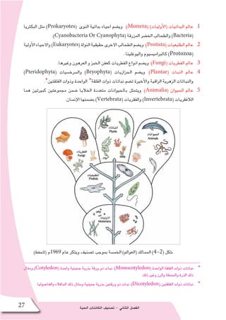 ‫الحية‬ ‫الكائنات‬ ‫ت�صنيف‬ - ‫الثاني‬ ‫الف�صل‬27
11 .‫البكتريا‬ ‫مثل‬ )Prokaryotes( ‫النوى‬ ‫بدائية‬ ‫احياء‬ ‫وي�ضم‬ :)Monera( )‫أوليات‬‫ل‬‫(ا‬ ‫البدائيات‬ ‫عالم‬
.)Cyanobacteria Or Cyanophyta( ‫المزرقة‬ ‫الخ�ضر‬ ‫والطحالب‬ )Bacteria(
22 .‫أولية‬‫ل‬‫ا‬‫واالحياء‬)Eukaryotes(‫النواة‬‫حقيقية‬‫االخرى‬‫الطحالب‬‫وي�ضم‬:)Protista(‫الطليعيات‬‫عالم‬
. ‫واليوغلينا‬ ‫كالبرامي�سيوم‬ )Protozoa(
33 ..‫وغيرها‬ ‫العرهون‬ ‫و‬ ‫الخبز‬ ‫كعفن‬ ‫الفطريات‬ ‫انواع‬ ‫وي�ضم‬ :)Fungi( ‫الفطريات‬ ‫عالم‬
44 .)Pteridophyta( ‫وال�سرخ�سيات‬ )Bryophyta( ‫الحزازيات‬ ‫وي�ضم‬ :)Plantae( ‫النبات‬ ‫عالم‬
.*‫الفلقتين‬ ‫وذوات‬ ‫الواحدة‬ *‫الفلقة‬ ‫ذوات‬ ‫نباتات‬ ‫ت�ضم‬ ‫أخيرة‬‫ل‬‫وا‬ ‫الراقية‬ ‫الزهرية‬ ‫والنباتات‬
55 .‫هما‬ ‫كبيرتين‬ ‫مجموعتين‬ ‫�ضمن‬ ‫الخاليا‬ ‫متعددة‬ ‫بالحيوانات‬ ‫ويتمثل‬ :)Animalia( ‫الحيوان‬ ‫عالم‬
.‫إن�سان‬‫ل‬‫ا‬ ‫ب�ضمنها‬ )Vertebrata( ‫والفقريات‬ )Invertebrata( ‫الالفقريات‬
)‫(للحفظ‬ ‫9691م‬ ‫عام‬ ‫ويتكر‬ ‫ت�صنيف‬ ‫بموجب‬ ‫الخم�سة‬ )‫(العوالم‬ ‫الممالك‬ )4-2( ‫�شكل‬
**‫ومثال‬ )Cotyledon( ‫واحدة‬ ‫جنينية‬ ‫بذرية‬ ‫ورقة‬ ‫ذو‬ ‫نبات‬ :)Monocotyledon( ‫الواحدة‬ ‫الفلقة‬ ‫ذوات‬ ‫نباتات‬
.‫ذلك‬ ‫وغير‬ ‫والرز‬ ‫والحنطة‬ ‫الذرة‬ ‫ذلك‬
**.‫والفا�صوليا‬ ‫الباقالء‬ ‫ذلك‬ ‫ومثال‬ ‫جنينية‬ ‫بذرية‬ ‫ورقتين‬ ‫ذو‬ ‫نبات‬ :)Dicotyledon( ‫الفلقتين‬ ‫ذوات‬ ‫نباتات‬
 