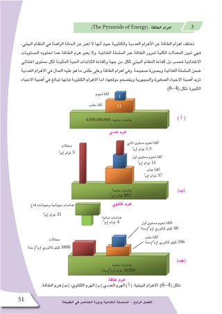 ‫الطبيعة‬ ‫في‬ ‫العنا�صر‬ ‫ودورة‬ ‫الغذائية‬ ‫ال�سل�سلة‬ - ‫الرابع‬ ‫الف�صل‬51
)The Pyramids of Energy( ‫الطاقة‬ ‫اهرام‬ 3
،‫البيئي‬ ‫النظام‬ ‫في‬ ‫الراهنة‬ ‫الحالة‬ ‫عن‬ ‫تعبر‬ ‫ال‬ ‫أنها‬� ‫حيث‬ ‫والكتلوية‬ ‫العددية‬ ‫أهرام‬‫ل‬‫ا‬ ‫عن‬ ‫الطاقة‬ ‫اهرام‬ ‫تختلف‬
‫الم�ستويات‬ ‫تحتويه‬ ‫عما‬ ‫الطاقة‬ ‫هرم‬ ‫يعبر‬ ‫وال‬ .‫الغذائية‬ ‫ال�سل�سلة‬ ‫عبر‬ ‫الطاقة‬ ‫لمرور‬ ‫الكلية‬ ‫المعدالت‬ ‫تبين‬ ‫فهي‬
‫اغتذائي‬ ‫م�ستوى‬ ‫لكل‬ ‫المكونة‬ ‫الحية‬ ‫الكائنات‬ ‫وكفاءة‬ ‫جهة‬ ‫من‬ ‫ككل‬ ‫البيئي‬ ‫النظام‬ ‫كفاءة‬ ‫بل‬ ‫فح�سب‬ ‫االغتذائية‬
‫العددية‬ ‫االهرام‬ ‫في‬ ‫الحال‬ ‫عليه‬ ‫هو‬ ‫ما‬ ‫عك�س‬ ‫وعلى‬ ‫الطاقة‬ ‫اهرام‬ ‫وفي‬ .‫�صحيحة‬ ‫وب�صورة‬ ‫الغذائية‬ ‫ال�سل�سلة‬ ‫�ضمن‬
‫االحياء‬ ‫أهمية‬� ‫في‬ ‫تبالغ‬ ‫إنها‬�‫ف‬ ‫الكتلوية‬ ‫االهرام‬ ‫اما‬ ،‫موقعها‬ ‫ويت�ضخم‬ ‫والمجهرية‬ ‫ال�صغيرة‬ ‫االحياء‬ ‫أهمية‬� ‫تزيد‬
.)6-4( ‫�شكل‬ ‫الكبيرة‬
.‫الطاقة‬ ‫هرم‬ )‫(جـ‬ ،‫الكتلوي‬ ‫الهرم‬ )‫(ب‬ ‫العددي‬ ‫الهرم‬ ) ‫أ‬� ( .‫البيئية‬ ‫االهرام‬ .)6-4( ‫�شكل‬
‫نباتية‬ ‫هائمات‬
4,000,000,000 ‫منتجة‬ ‫هائمات‬
‫منتجة‬ ‫هائمات‬
‫منتجة‬ ‫هائمات‬
1
11
‫لحوم‬ ‫آكلة‬�
‫أول‬� ‫م�ستوى‬ ‫لحوم‬ ‫آكلة‬�‫ا‬
‫محلالت‬
‫كتلوي‬ ‫هرم‬
‫طاقة‬ ‫هرم‬
‫قاع‬ ‫وحيوانات‬ ‫حيوانية‬ ‫هائمات‬
2
‫/م‬ ‫غرام‬ 21
‫محلالت‬
‫اول‬ ‫م�ستوى‬ ‫لحوم‬ ‫آكلة‬�
‫عددي‬ ‫هرم‬
‫ع�شب‬ ‫آكلة‬�
‫ع�شب‬ ‫آكلة‬�
‫ع�شب‬ ‫آكلة‬�
‫ثاني‬ ‫م�ستوى‬ ‫لحوم‬ ‫آكلة‬�
2
‫/م‬ ‫غرام‬ 1.5
2
‫/م‬ ‫غرام‬ 11
2
‫/م‬ ‫غرام‬ 5
2
‫/م‬ ‫غرام‬ 37
‫/�سنة‬2
‫/م‬ ‫كالوري‬ ‫كيلو‬ 48
‫/�سنة‬2
‫/م‬ ‫كالوري‬ ‫كيلو‬ 596
‫/�سنة‬2
‫/م‬ ‫غرام‬ 36380
‫�سنة‬ /2
‫/م‬ ‫كالوري‬ ‫كيلو‬ 3890
2
‫/م‬ ‫غرام‬ 4
2
‫/م‬ ‫غرام‬ 807
) ‫أ‬� (
)‫(ب‬
)‫(جـ‬
 