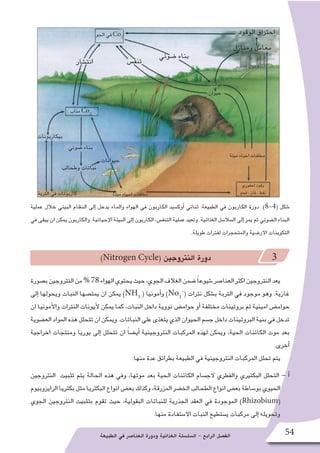 ‫الطبيعة‬ ‫في‬ ‫العنا�صر‬ ‫ودورة‬ ‫الغذائية‬ ‫ال�سل�سلة‬ - ‫الرابع‬ ‫الف�صل‬ 54
‫عملية‬ ‫خالل‬ ‫البيئي‬ ‫النظام‬ ‫إلى‬� ‫يدخل‬ ‫والماء‬ ‫الهواء‬ ‫في‬ ‫الكاربون‬ ‫أوك�سيد‬� ‫ثنائي‬ :‫الطبيعة‬ ‫في‬ ‫الكاربون‬ ‫دورة‬ .)8-4( ‫�شكل‬
‫في‬ ‫يبقى‬ ‫ان‬ ‫يمكن‬ ‫والكاربون‬ .‫إحيائية‬‫ل‬‫ا‬ ‫البيئة‬ ‫إلى‬� ‫الكاربون‬ ،‫التنف�س‬ ‫عملية‬ ‫وتعيد‬ .‫الغذائية‬ ‫ال�سال�سل‬ ‫إلى‬� ‫يمر‬ ‫ثم‬ ‫ال�ضوئي‬ ‫البناء‬
.‫طويلة‬ ‫لفترات‬ ‫والمتحجرات‬ ‫االر�ضية‬ ‫التكوينات‬
)Nitrogen Cycle( ‫النتروجين‬ ‫دورة‬ 3
‫ب�صورة‬‫النتروجين‬‫من‬%78‫الهواء‬‫يحتوي‬‫حيث‬،‫الجوي‬‫الغالف‬‫�ضمن‬ً‫ا‬‫�شيوع‬‫العنا�صر‬‫اكثر‬‫النتروجين‬‫يعد‬
‫إلى‬� ‫ويحولها‬ ‫النبات‬ ‫يمت�صها‬ ‫ان‬ ‫يمكن‬ )NH3
( ‫أمونيا‬�‫و‬ )No3
-
( ‫نترات‬ ‫ب�شكل‬ ‫التربة‬ ‫في‬ ‫موجود‬ ‫وهو‬ .‫غازية‬
‫ان‬ ‫أمونيا‬‫ل‬‫وا‬ ‫النترات‬ ‫أيونات‬‫ل‬ ‫يمكن‬ ‫كما‬ ،‫النبات‬ ‫داخل‬ ‫نووية‬ ‫حوام�ض‬ ‫أو‬� ‫مختلفة‬ ‫بروتينات‬ ‫ثم‬ ‫امينية‬ ‫حوام�ض‬
‫الع�ضوية‬‫المواد‬‫هذه‬‫تتحلل‬‫ان‬‫ويمكن‬.‫النباتات‬‫على‬‫يتغذى‬‫الذي‬‫الحيوان‬‫ج�سم‬‫داخل‬‫البروتينات‬‫بنية‬‫في‬‫تدخل‬
‫اخراجية‬ ‫ومنتجات‬ ‫يوريا‬ ‫إلى‬� ‫تتحلل‬ ‫ان‬ ً‫ا‬‫أي�ض‬� ‫النتروجينية‬ ‫المركبات‬ ‫لهذه‬ ‫ويمكن‬ ،‫الحية‬ ‫الكائنات‬ ‫موت‬ ‫بعد‬
.‫أخرى‬�
:‫منها‬ ‫عدة‬ ‫بطرائق‬ ‫الطبيعة‬ ‫في‬ ‫النتروجينية‬ ‫المركبات‬ ‫تحلل‬ ‫يتم‬
‫النتروجين‬ ‫تثبيت‬ ‫يتم‬ ‫الحالة‬ ‫هذه‬ ‫وفي‬ ،‫موتها‬ ‫بعد‬ ‫الحية‬ ‫الكائنات‬ ‫الج�سام‬ ‫والفطري‬ ‫البكتيري‬ ‫التحلل‬ - ‫أ‬�
‫الرايزوبيوم‬‫بكتريا‬‫مثل‬‫البكتريا‬‫انواع‬‫بع�ض‬‫وكذلك‬،‫المزرقة‬‫الخ�ضر‬‫الطحالب‬‫انواع‬‫بع�ض‬‫بو�ساطة‬‫الحيوي‬
‫الجوي‬ ‫النتروجين‬ ‫بتثبيت‬ ‫تقوم‬ ‫حيث‬ ،‫البقولية‬ ‫للنباتات‬ ‫الجذرية‬ ‫العقد‬ ‫في‬ ‫الموجودة‬ )Rhizobium(
.‫منها‬ ‫اال�ستفادة‬ ‫النبات‬ ‫ي�ستطيع‬ ‫مركبات‬ ‫إلى‬� ‫وتحويله‬
‫الجو‬ ‫في‬Co2
‫مذاب‬Co2
‫الوقود‬ ‫احتراق‬
‫ومنازل‬ ‫معامل‬
‫�ضوئي‬ ‫بناء‬
‫بيكاربونات‬
‫�ضوئي‬ ‫بناء‬
‫وطحالب‬ ‫نباتات‬
‫ميتة‬ ‫احياء‬ ‫مخلفات‬
‫ميتة‬ ‫احياء‬ ‫مخلفات‬
‫احفوري‬ ‫وقود‬
‫فحم‬ ، ‫غاز‬ ، ‫نفط‬
‫حيوانات‬
‫التربة‬ ‫في‬ ‫كاربونات‬
‫تنف�س‬‫انت�شار‬
‫نباتات‬
‫حيوان‬
 