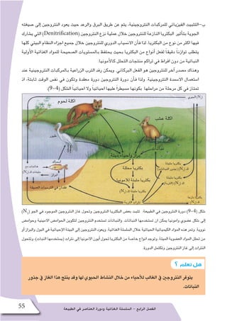 ‫الطبيعة‬ ‫في‬ ‫العنا�صر‬ ‫ودورة‬ ‫الغذائية‬ ‫ال�سل�سلة‬ - ‫الرابع‬ ‫الف�صل‬55
‫�صيغته‬ ‫إلى‬� ‫النتروجين‬ ‫يعود‬ ‫حيث‬ ‫والرعد‬ ‫البرق‬ ‫طريق‬ ‫عن‬ ‫يتم‬ ،‫النتروجينية‬ ‫للمركبات‬ ‫الفيزيائي‬ ‫ب-التثبيت‬
‫ي�شارك‬ ‫التي‬ )Denitrification( ‫النتروجين‬ ‫نزع‬ ‫عملية‬ ‫خالل‬ ‫للنتروجين‬ ‫النازعة‬ ‫البكتريا‬ ‫أثير‬�‫بت‬ ‫الجوية‬
‫كلها‬ ‫البيئي‬ ‫النظام‬ ‫اجزاء‬ ‫جميع‬ ‫خالل‬ ‫للنتروجين‬ ‫الدوري‬ ‫االن�سياب‬ ‫أن‬�‫ف‬ ‫لذا‬ .‫البكتريا‬ ‫من‬ ‫نوع‬ ‫من‬ ‫اكثر‬ ‫فيها‬
‫أولية‬‫ل‬‫ا‬ ‫الغذائية‬ ‫للمواد‬ ‫ال�صحيحة‬ ‫بالم�ستويات‬ ‫يحتفظ‬ ‫بحيث‬ ‫البكتريا‬ ‫من‬ ‫أنواع‬� ‫لفعل‬ ً‫ا‬‫دقيق‬ ً‫ا‬‫توازن‬ ‫يتطلب‬
.‫أمونيا‬‫ل‬‫كا‬ ‫التحلل‬ ‫منتجات‬ ‫تراكم‬ ‫في‬ ‫افراط‬ ‫دون‬ ‫من‬ ‫النباتية‬
‫عند‬ ‫النتروجينية‬ ‫بالمركبات‬ ‫الزراعية‬ ‫الترب‬ ‫رفد‬ ‫ويمكن‬ .‫البركاني‬ ‫الفعل‬ ‫هو‬ ‫للنتروجين‬ ‫آخر‬� ‫م�صدر‬ ‫وهناك‬
‫اذ‬ ،‫ثابتة‬ ‫الوقت‬ ‫نف�س‬ ‫في‬ ‫وتكون‬ ‫معقدة‬ ‫دورة‬ ‫النتروجين‬ ‫دورة‬ ‫أن‬�‫ف‬ ‫ولذا‬ .‫النتروجينية‬ ‫اال�سمدة‬ ‫ا�ستعمال‬
.)9-4( ‫ال�شكل‬ ً‫ا‬‫احيائي‬ ‫وال‬ ً‫ا‬‫احيائي‬ ‫عليها‬ ً‫ا‬‫م�سيطر‬ ‫بكونها‬ ‫مراحلها‬ ‫من‬ ‫مرحلة‬ ‫كل‬ ‫في‬ ‫تمتاز‬
)N2
( ‫الجو‬ ‫في‬ ‫الموجود‬ ‫النتروجين‬ ‫غاز‬ ‫وتحول‬ ‫النتروجين‬ ‫البكتريا‬ ‫بع�ض‬ ‫تثبت‬ :‫الطبيعة‬ ‫في‬ ‫النتروجين‬ ‫دورة‬ )9-4( ‫�شكل‬
‫وحوام�ض‬ ‫االمينية‬ ‫الحوام�ض‬ ‫لتكوين‬ ‫النتروجين‬ ‫ت�ستخدم‬ ‫والنباتات‬ .‫النباتات‬ ‫ت�ستخدمها‬ ‫ان‬ ‫يمكن‬ ‫وامونيا‬ ‫ع�ضوي‬ ‫�شكل‬ ‫إلى‬�
‫أو‬� ‫والبراز‬ ‫البول‬ ‫في‬ ‫إحيائية‬‫ل‬‫ا‬ ‫البيئة‬ ‫إلى‬� ‫النتروجين‬ ‫ويعود‬ .‫الغذائية‬ ‫ال�سل�سلة‬ ‫خالل‬ ‫الحياتية‬ ‫الكيميائية‬ ‫المواد‬ ‫هذه‬ ‫وتمر‬ .‫نووية‬
‫وتتحول‬ ،)‫النبات‬ ‫(ي�ستخدمها‬ ‫نترات‬ ‫إلى‬� ‫االمونيا‬ ‫أيون‬� ‫تحول‬ ‫البكتريا‬ ‫من‬ ‫خا�صة‬ ‫انواع‬ ‫وتوجد‬ .‫الميتة‬ ‫الع�ضوية‬ ‫المواد‬ ‫تحلل‬ ‫من‬
.‫الدورة‬ ‫وتكتمل‬ ‫النتروجين‬ ‫غاز‬ ‫إلى‬� ‫النترات‬
‫لحوم‬ ‫اكلة‬
‫ع�شب‬ ‫اكلة‬
‫نباتات‬
‫محللة‬ ‫بكتريا‬
‫لالمونيا‬ ‫مثبتة‬ ‫بكتريا‬
‫التربة‬ ‫نترات‬
‫طيور‬
‫ا�سماك‬
‫العميقة‬ ‫التر�سبات‬ ‫في‬ ‫فقدان‬
‫ابراز‬
‫مع‬ ‫هائمات‬
)N2
( ‫للـ‬ ‫مثبتات‬
‫نازعة‬ ‫بكتريا‬
)N2
( ‫للـ‬
‫الجوي‬ )N2
(
‫ميتة‬ ‫واحياء‬ ‫براز‬
‫مثبتة‬ ‫بكتريا‬
)‫النباتات‬ ‫(جذور‬ )N2
( ‫للـ‬
)N2
( ‫للـ‬ ‫مثبتة‬ ‫بكتريا‬
‫مثبتة‬ ‫بكتريا‬
)‫(التربة‬ )N2
( ‫للـ‬
‫جذور‬‫يف‬‫الغاز‬‫هذا‬‫ينتج‬‫وقد‬‫لها‬‫احليوي‬‫الن�شاط‬‫خالل‬‫من‬‫أحياء‬‫ل‬‫ل‬‫الغالب‬‫يف‬‫النرتوجني‬‫يتوفر‬
.‫النباتات‬
‫؟‬ ‫تعلم‬‫هل‬
 
