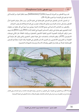 ‫الطبيعة‬ ‫في‬ ‫العنا�صر‬ ‫ودورة‬ ‫الغذائية‬ ‫ال�سل�سلة‬ - ‫الرابع‬ ‫الف�صل‬ 56
)Phosphorus Cycle( ‫الف�سفور‬ ‫دورة‬ 4
‫إلى‬� ‫الياب�سة‬ ‫من‬ ‫المواد‬ ‫تنتقل‬ ‫حيث‬ )Sedimentary Cycles( ‫الر�سوبية‬ ‫الدورات‬ ‫من‬ ‫الف�سفور‬ ‫دورة‬ ‫تعد‬
. )10-4( ‫�شكل‬ ‫اخرى‬ ‫مرة‬ ‫الياب�سة‬ ‫إلى‬� ‫تعود‬ ‫ثم‬ ‫الماء‬
‫أن‬�‫ف‬ ‫التعرية‬ ‫عوامل‬ ‫خالل‬ ‫ومن‬ ،‫أر�ض‬‫ل‬‫ا‬ ‫ق�شرة‬ ‫في‬ ‫الفو�سفاتية‬ ‫ال�صخور‬ ‫هو‬ ‫للف�سفور‬ ‫اال�سا�س‬ ‫المخزن‬ ‫ان‬
.‫ال�سواحل‬ ‫وقرب‬ ‫ال�ضحل‬ ‫المحيط‬ ‫قعر‬ ‫في‬ ‫فيتر�سب‬ ،‫المحيطات‬ ‫إلى‬� ‫ثم‬ ‫ومن‬ ‫المياه‬ ‫م�صادر‬ ‫إلى‬� ‫ي�صل‬ ‫الف�سفور‬
‫خطوات‬ ‫من‬ ‫خطوة‬ ‫كل‬ ‫في‬ ً‫ا‬‫مهم‬ ً‫ا‬‫دور‬ ‫ؤدي‬�‫وي‬ ،‫الحية‬ ‫الكائنات‬ ‫جميع‬ ‫في‬ ‫اال�سا�سية‬ ‫العنا�صر‬ ‫من‬ ‫والف�سفور‬
‫يوجد‬ ‫كما‬ )RNA ‫والرنا‬ DNA ‫(الدنا‬ ‫الخلية‬ ‫في‬ ‫النووية‬ ‫االحما�ض‬ ‫تركيب‬ ‫في‬ ‫ي�شترك‬ ‫فهو‬ ،‫الع�ضوي‬ ‫البناء‬
‫فو�سفات‬ ‫ثالثي‬ ‫مثل‬ ‫الطاقة‬ ‫ومركبات‬ ‫المف�سفرة‬ ‫كالدهون‬ ‫للخلية‬ ‫االخرى‬ ‫الع�ضوية‬ ‫المركبات‬ ‫تركيب‬ ‫�ضمن‬
‫في‬ ً‫ا‬‫تواجد‬ ‫اقل‬ ‫يكون‬ ‫والذي‬ ‫الع�ضوي‬ ‫ف�سفور‬ ‫هيئة‬ ‫على‬ ‫بامت�صا�صه‬ ‫النباتات‬ ‫وتقوم‬ .)ATP( ‫االدينو�سين‬
‫ال�صخور‬ ‫هو‬ ً‫ا‬‫�سابق‬ ‫ذكرنا‬ ‫وكما‬ ‫الطبيعة‬ ‫في‬ ‫للف�سفور‬ ‫اال�سا�س‬ ‫الخزين‬ ‫وان‬ .‫الالع�ضوي‬ ‫النتروجين‬ ‫من‬ ‫الطبيعة‬
.‫المتحجرة‬ ‫الحيوانات‬ ‫وتر�سبات‬ ‫اال�سماك‬ ‫وف�ضالت‬ ‫الطيور‬ ‫براز‬ ‫بقايا‬ ‫عن‬ ً‫ال‬‫ف�ض‬ ،‫الفو�سفاتية‬
‫الغالب‬ ‫وفي‬ ‫النباتات‬ ‫قبل‬ ‫من‬ ‫الذائبة‬ ‫الفو�سفات‬ ‫ؤخذ‬�‫وت‬ ،‫ال�صخور‬ ‫من‬ ‫الف�سفور‬ ‫أتي‬�‫ي‬ .‫الطبيعة‬ ‫في‬ ‫الف�سفور‬ ‫دورة‬ )10-4( ‫�شكل‬
.‫إحيائية‬‫ل‬‫ا‬ ‫البيئة‬ ‫إلى‬� ‫الف�سفور‬ ‫باعادة‬ ‫المحلالت‬ ‫وتقوم‬ .‫الغذائية‬ ‫ال�سال�سل‬ ‫إلى‬� ‫تمر‬ ‫ثم‬ ‫ومن‬ ‫الفطريات‬ ‫من‬ ‫نوع‬ ‫بم�ساعدة‬
‫نباتات‬
‫ار�ضية‬ ‫حيوانات‬
‫ومعادن‬ ‫�صخور‬
‫تر�سبات‬
‫وطحالب‬ ‫نباتات‬
‫مائية‬ ‫حيوانات‬
‫بزل‬
‫فو�سفات‬
‫الماء‬ ‫في‬ ‫ذائبة‬
‫بول‬
‫براز‬
‫براز‬
‫التربة‬ ‫عمق‬ ‫في‬ ‫ت�سرب‬
‫محللة‬ ‫وفطريات‬ ‫بكتريا‬
‫ذائبة‬ ‫فو�سفات‬
‫التربة‬ ‫في‬
‫فطريات‬
‫محللة‬ ‫وبكتريا‬
 