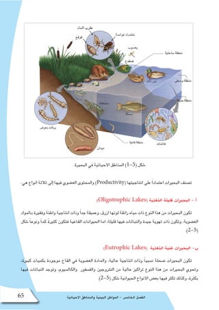 ‫االحيائية‬ ‫والمناطق‬ ‫البيئية‬ ‫المواطن‬ - ‫الخام�س‬ ‫الف�صل‬65
.‫البحيرة‬ ‫في‬ ‫االحيائية‬ ‫المناطق‬ )1-5( ‫�شكل‬
:‫هي‬ ‫انواع‬ ‫ثالثة‬ ‫إلى‬� ‫فيها‬ ‫الع�ضوي‬ ‫والمحتوى‬ )Productivity( ‫انتاجيتها‬ ‫على‬ ً‫ا‬‫اعتماد‬ ‫البحيرات‬ ‫ت�صنف‬
:)Oligotrophic Lakes( ‫التغذية‬ ‫قليلة‬ ‫البحيرات‬ - ‫أ‬�
‫بالمواد‬ ‫وفقيرة‬ ‫واطئة‬ ‫انتاجية‬ ‫وذات‬ً‫ا‬‫جد‬ ‫وعميقة‬ ،‫ازرق‬ ‫لونها‬ ‫رائقة‬ ‫مياه‬ ‫ذات‬ ‫النوع‬ ‫هذا‬ ‫من‬ ‫البحيرات‬ ‫تكون‬
‫�شكل‬ ً‫ا‬‫ونوع‬ ً‫ا‬‫كم‬ ً‫ة‬‫كثير‬ ‫فتكون‬ ‫القاعية‬ ‫الحيوانات‬ ‫اما‬ ،‫قليلة‬ ‫فيها‬ ‫والنباتات‬ ‫جيدة‬ ‫تهوية‬ ‫ذات‬ ‫وتكون‬ ،‫الع�ضوية‬
.)2-5(
:)Eutrophic Lakes( ‫التغذية‬ ‫غنية‬ ‫البحيرات‬ -‫ب‬
،‫كبيرة‬ ‫بكميات‬ ‫موجودة‬ ‫القاع‬ ‫في‬ ‫الع�ضوية‬ ‫والمادة‬ ،‫عالية‬ ‫انتاجية‬ ‫وذات‬ ً‫ا‬‫ن�سبي‬ ‫�ضحلة‬ ‫البحيرات‬ ‫تكون‬
‫فيها‬ ‫النباتات‬ ‫وتوجد‬ ،‫والكال�سيوم‬ ‫والف�سفور‬ ‫النتروجين‬ ‫من‬ ‫عالية‬ ‫تراكيز‬ ‫النوع‬ ‫هذا‬ ‫من‬ ‫البحيرات‬ ‫وتحوي‬
.)2-5( ‫�شكل‬ ‫الحيوانية‬ ‫االنواع‬ ‫بع�ض‬ ‫فيها‬ ‫تكثر‬ ‫وكذلك‬ ،‫بكثرة‬
 