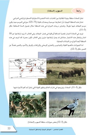 ‫االحيائية‬ ‫والمناطق‬ ‫البيئية‬ ‫المواطن‬ - ‫الخام�س‬ ‫الف�صل‬77
)‫(ال�سفانا‬‫ال�سهوب‬ ً‫ا‬‫رابع‬
.‫المراعي‬ ‫وارا�ضي‬ ‫الممطرة‬ ‫اال�ستوائية‬ ‫الخ�ضرة‬ ‫دائمة‬ ‫الغابات‬ ‫بين‬ ‫انتقالية‬ ‫بيئية‬ ‫منطقة‬ ‫ال�سفانا‬ ‫تمثل‬
‫يكون‬ ‫حيث‬ ‫المو�سم‬ ‫في‬ )‫�سم‬ 125-75( ‫قليلة‬ ‫وبمعدالت‬ ‫مو�سمية‬ ‫امطارها‬ ‫أن‬�‫ب‬ ‫البيئية‬ ‫المنطقة‬ ‫هذه‬ ‫تمتاز‬
‫�شكل‬ ‫المختلفة‬ ‫ال�سنة‬ ‫ف�صول‬ ‫خالل‬ ‫المنطقة‬ ‫هذه‬ ‫في‬ ‫الحرارة‬ ‫درجات‬ ‫وتتباين‬ ،ً‫ال‬‫طوي‬ ‫فيها‬ ‫الجفاف‬ ‫مو�سم‬
.)11-5(
10 ‫عن‬ ‫ارتفاعها‬ ‫يزيد‬ ‫ال‬ ‫الغالب‬ ‫وفي‬ ‫الجفاف‬ ‫ف�صل‬ ‫في‬ ‫أوراقها‬� ‫تت�ساقط‬ ‫نف�ضية‬ ‫ا�شجار‬ ‫ال�سفانا‬ ‫في‬ ‫توجد‬
‫هذه‬ ‫في‬ ‫توجد‬ ‫كما‬ ،‫معمرة‬ ‫تكون‬ ‫الغالب‬ ‫وفي‬ ‫مترين‬ ‫ارتفاعها‬ ‫ي�صل‬ ‫قد‬ ‫ح�شائ�ش‬ ‫اال�شجار‬ ‫هذه‬ ‫وتتخلل‬ ‫امتار‬
.‫الب�صلية‬ ‫النباتات‬ ‫من‬ ‫انواع‬ ً‫ا‬‫أي�ض‬� ‫المنطقة‬
‫عن‬ ً‫ال‬‫ف�ض‬ ‫والنمور‬ ‫أ�سود‬‫ل‬‫وا‬ ‫والوعل‬ ‫والزرافات‬ ‫الوح�شي‬ ‫والخنزير‬ ‫والجامو�س‬ ‫الفيلة‬ ‫أهمها‬�‫ف‬ ‫الحيوانات‬ ‫اما‬
.)12-5( ‫�شكل‬ ‫الن�سور‬
‫فيها‬ ‫أحياء‬‫ل‬‫ا‬ ‫أهم‬� ‫أحد‬� ‫تمثل‬ ‫التي‬ ‫الفيلة‬ ‫وتظهر‬ ‫العالم‬ ‫قارات‬ ‫في‬ ‫وتوزيعها‬ ،‫ال�سفانا‬ )11-5( ‫�شكل‬
)‫(ال�سفانا‬ ‫ال�سهوب‬ ‫منطقة‬ ‫حيوانات‬ ‫بع�ض‬ )12-5( ‫�شكل‬
 