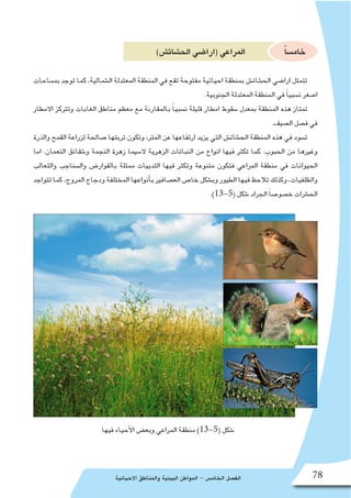 ‫االحيائية‬ ‫والمناطق‬ ‫البيئية‬ ‫المواطن‬ - ‫الخام�س‬ ‫الف�صل‬ 78
)‫الح�شائ�ش‬‫(ارا�ضي‬‫المراعي‬ ً‫ا‬‫خام�س‬
‫بم�ساحات‬ ‫توجد‬ ‫كما‬ ،‫ال�شمالية‬ ‫المعتدلة‬ ‫المنطقة‬ ‫في‬ ‫تقع‬ ‫مفتوحة‬ ‫احيائية‬ ‫بمنطقة‬ ‫الح�شائ�ش‬ ‫ارا�ضي‬ ‫تتمثل‬
.‫الجنوبية‬ ‫المعتدلة‬ ‫المنطقة‬ ‫في‬ ً‫ا‬‫ن�سبي‬ ‫ا�صغر‬
‫االمطار‬ ‫وتتركز‬ ‫الغابات‬ ‫مناطق‬ ‫معظم‬ ‫مع‬ ‫بالمقارنة‬ ً‫ا‬‫ن�سبي‬ ‫قليلة‬ ‫امطار‬ ‫�سقوط‬ ‫بمعدل‬ ‫المنطقة‬ ‫هذه‬ ‫تمتاز‬
.‫ال�صيف‬ ‫ف�صل‬ ‫في‬
‫والذرة‬ ‫القمح‬ ‫لزراعة‬ ‫�صالحة‬ ‫تربتها‬ ‫وتكون‬ ،‫المتر‬ ‫عن‬ ‫ارتفاعها‬ ‫يزيد‬ ‫التي‬ ‫الح�شائ�ش‬ ‫المنطقة‬ ‫هذه‬ ‫في‬ ‫ت�سود‬
‫اما‬ .‫النعمان‬ ‫و�شقائق‬ ‫النجمة‬ ‫زهرة‬ ‫ال�سيما‬ ‫الزهرية‬ ‫النباتات‬ ‫من‬ ‫انواع‬ ‫فيها‬ ‫تكثر‬ ‫كما‬ .‫الحبوب‬ ‫من‬ ‫وغيرها‬
‫والثعالب‬ ‫وال�سناجب‬ ‫بالقوار�ض‬ ‫ممثلة‬ ‫الثدييات‬ ‫فيها‬ ‫وتكثر‬ ‫متنوعة‬ ‫فتكون‬ ‫المراعي‬ ‫منطقة‬ ‫في‬ ‫الحيوانات‬
‫تتواجد‬ ‫كما‬ ،‫المروج‬ ‫ودجاج‬ ‫المختلفة‬ ‫أنواعها‬�‫ب‬ ‫الع�صافير‬ ‫خا�ص‬ ‫وب�شكل‬ ‫الطيور‬ ‫فيها‬ ‫تالحظ‬ ‫وكذلك‬ ،‫والظلفيات‬
.)13-5( ‫�شكل‬ ‫الجراد‬ ً‫ا‬‫خ�صو�ص‬ ‫الح�شرات‬
‫فيها‬ ‫أحياء‬‫ل‬‫ا‬ ‫وبع�ض‬ ‫المراعي‬ ‫منطقة‬ )13-5( ‫�شكل‬
 