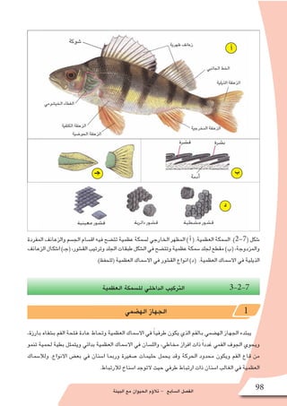‫البيئة‬ ‫مع‬ ‫الحيوان‬ ‫ؤم‬�‫تال‬ - ‫ال�سابع‬ ‫الف�صل‬ 98
‫المفردة‬ ‫والزعانف‬ ‫الج�سم‬ ‫اق�سام‬ ‫فيه‬ ‫تت�ضح‬ ‫عظمية‬ ‫ل�سمكة‬ ‫الخارجي‬ ‫المظهر‬ ) ‫أ‬� ( .‫العظمية‬ ‫ال�سمكة‬ .)2-7( ‫�شكل‬
‫الزعانف‬‫ا�شكال‬)‫(جـ‬،‫الق�شور‬‫وترتيب‬‫الجلد‬‫طبقات‬‫ال�شكل‬‫في‬‫وتت�ضح‬‫عظمية‬‫�سمكة‬‫لجلد‬‫مقطع‬)‫(ب‬،‫والمزدوجة‬
.)‫(للحفظ‬ ‫العظمية‬ ‫اال�سماك‬ ‫في‬ ‫الق�شور‬ ‫انواع‬ )‫(د‬ .‫العظمية‬ ‫اال�سماك‬ ‫في‬ ‫الذيلية‬
‫العظمية‬ ‫لل�سمكة‬ ‫الداخلي‬ ‫التركيب‬ 3-2-7
‫اله�ضمي‬ ‫الجهاز‬ 1
،‫بارزة‬ ‫ب�شفاه‬ ‫الفم‬ ‫فتحة‬ ‫عادة‬ ‫وتحاط‬ ‫العظمية‬ ‫اال�سماك‬ ‫في‬ ً‫ا‬‫طرفي‬ ‫يكون‬ ‫الذي‬ ‫بالفم‬ ‫اله�ضمي‬ ‫الجهاز‬ ‫يبتدء‬
‫تنمو‬ ‫لحمية‬ ‫بطية‬ ‫ويتمثل‬ ‫بدائي‬ ‫العظمية‬ ‫اال�سماك‬ ‫في‬ ‫والل�سان‬ ،‫مخاطي‬ ‫افراز‬ ‫ذات‬ ً‫ا‬‫غدد‬ ‫الفمي‬ ‫الجوف‬ ‫ويحوي‬
‫ولال�سماك‬ .‫االنواع‬ ‫بع�ض‬ ‫في‬ ‫ا�سنان‬ ‫وربما‬ ‫�صغيرة‬ ‫حليمات‬ ‫يحمل‬ ‫وقد‬ ‫الحركة‬ ‫محدود‬ ‫ويكون‬ ‫الفم‬ ‫قاع‬ ‫من‬
.‫لالرتباط‬ ‫ا�سناخ‬ ‫التوجد‬ ‫حيث‬ ‫طرفي‬ ‫ارتباط‬ ‫ذات‬ ‫ا�سنان‬ ‫الغالب‬ ‫في‬ ‫العظمية‬
‫أ‬
‫ب‬‫جـ‬
‫د‬
 
