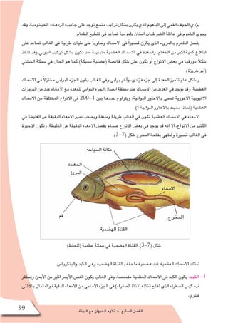 ‫البيئة‬ ‫مع‬ ‫الحيوان‬ ‫ؤم‬�‫تال‬ - ‫ال�سابع‬ ‫الف�صل‬99
‫وقد‬،‫الخي�شومية‬‫الردهات‬‫جانبيه‬‫على‬‫توجد‬‫مت�سع‬‫تركيب‬‫ب�شكل‬‫يكون‬‫الذي‬‫البلعوم‬‫إلى‬�‫الفمي‬‫الجوف‬‫ؤدي‬�‫ي‬
.‫الطعام‬ ‫تقطيع‬ ‫في‬ ‫ت�ساعد‬ ‫بلعومية‬ ‫ا�سنان‬ ‫ال�شبوطيات‬ ‫عائلة‬ ‫في‬ ‫البلعوم‬ ‫يحوي‬
‫على‬ ‫ت�ساعد‬ ‫الغالب‬ ‫في‬ ‫طولية‬ ‫طيات‬ ‫على‬ ً‫ا‬‫وحاوي‬ ‫اال�سماك‬ ‫في‬ ً‫ا‬‫ق�صير‬ ‫يكون‬ ‫الذي‬ ‫بالمريء‬ ‫البلعوم‬ ‫يت�صل‬
‫تتخذ‬ ‫وقد‬ ‫انبوبي‬ ‫تركيب‬ ‫ب�شكل‬ ‫تكون‬ ‫فقد‬ ‫متباينة‬ ‫العظمية‬ ‫اال�سماك‬ ‫في‬ ‫والمعدة‬ .‫الطعام‬ ‫من‬ ‫اكبر‬ ‫كمية‬ ‫ابتالع‬
‫الخ�شني‬ ‫�سمكة‬ ‫في‬ ‫الحال‬ ‫هو‬ ‫كما‬ )‫�سميكة‬ ‫(ع�ضلية‬ ‫قان�صة‬ ‫�شكل‬ ‫على‬ ‫تكون‬ ‫أو‬� ‫االنواع‬ ‫بع�ض‬ ‫في‬ ً‫ا‬‫دورقي‬ ً‫ال‬‫�شك‬
.)‫خريزة‬ ‫(ابو‬
‫اال�سماك‬ ‫في‬ ً‫ال‬‫مختز‬ ‫البوابي‬ ‫الجزء‬ ‫يكون‬ ‫الغالب‬ ‫وفي‬ ‫بوابي‬ ‫آخر‬�‫و‬ ،‫ؤادي‬�‫ف‬ ‫جزء‬ ‫إلى‬� ‫المعدة‬ ‫تتميز‬ ‫عام‬ ‫وب�شكل‬
‫البروزات‬‫من‬‫عدد‬‫االمعاء‬‫مع‬‫للمعدة‬‫البوابي‬‫الجزء‬‫ات�صال‬‫منطقة‬‫عند‬‫اال�سماك‬‫من‬‫العديد‬‫في‬‫يوجد‬‫وقد‬،‫العظمية‬
‫اال�سماك‬ ‫من‬ ‫المختلفة‬ ‫االنواع‬ ‫في‬ 200-1 ‫بين‬ ‫عددها‬ ‫ويتراوح‬ ،‫البوابية‬ ‫باالعاور‬ ‫ت�سمى‬ ‫االعورية‬ ‫االنبوبية‬
.)‫؟‬‫البوابية‬ ‫باالعاور‬ ‫�سميت‬ ‫(لماذا‬ ‫العظمية‬
‫في‬ ‫الغليظة‬ ‫عن‬ ‫الدقيقة‬ ‫االمعاء‬ ‫تميز‬ ‫وي�صعب‬ ‫وملتفة‬ ‫طويلة‬ ‫الغالب‬ ‫في‬ ‫تكون‬ ‫العظمية‬ ‫اال�سماك‬ ‫في‬ ‫االمعاء‬
‫االخيرة‬ ‫وتكون‬ .‫الغليظة‬ ‫عن‬ ‫الدقيقة‬ ‫االمعاء‬ ‫يف�صل‬ ‫�صمام‬ ‫االنواع‬ ‫بع�ض‬ ‫في‬ ‫يوجد‬ ‫قد‬ ‫انه‬ ‫اال‬ ،‫االنواع‬ ‫من‬ ‫الكثير‬
.)3-7( ‫�شكل‬ ‫المخرج‬ ‫بفتحة‬ ‫وتنتهي‬ ‫ق�صيرة‬ ‫الغالب‬ ‫في‬
)‫(للحفظ‬ ‫عظمية‬ ‫�سمكة‬ ‫في‬ ‫اله�ضمية‬ ‫القناة‬ .)3-7( ‫�شكل‬
.‫والبنكريا�س‬ ‫الكبد‬ ‫وهي‬ ‫اله�ضمية‬ ‫بالقناة‬ ‫ملحقة‬ ‫ه�ضمية‬ ‫غدد‬ ‫العظمية‬ ‫اال�سماك‬ ‫تمتلك‬
‫وي�ستقر‬ ‫أيمن‬‫ل‬‫ا‬ ‫من‬ ‫اكبر‬ ‫أي�سر‬‫ل‬‫ا‬ ‫الف�ص‬ ‫يكون‬ ‫الغالب‬ ‫وفي‬ ،ً‫ا‬‫مف�ص�ص‬ ‫العظمية‬ ‫اال�سماك‬ ‫في‬ ‫الكبد‬ ‫يكون‬ :‫الكبـد‬ - ‫أ‬�
‫باالثني‬ ‫والمتمثل‬ ‫الدقيقة‬ ‫االمعاء‬ ‫من‬ ‫االمامي‬ ‫الجزء‬ ‫في‬ )‫ال�صفراء‬ ‫(قناة‬ ‫قناته‬ ‫تفتح‬ ‫الذي‬ ‫ال�صفراء‬ ‫كي�س‬ ‫فيه‬
.‫ع�شري‬
‫فم‬
‫المرئ‬
 