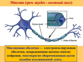 Миелин (греч. myelos - костный мозг)
Миелиновая оболочка — электроизолирующая
оболочка, покрывающая аксоны многих
нейронов. многократно оборачивающая аксон
подобно изоляционной ленте.
 
