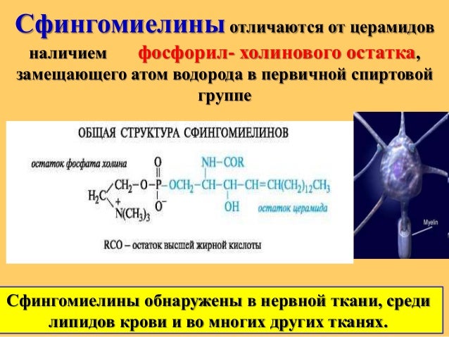 Lipidy