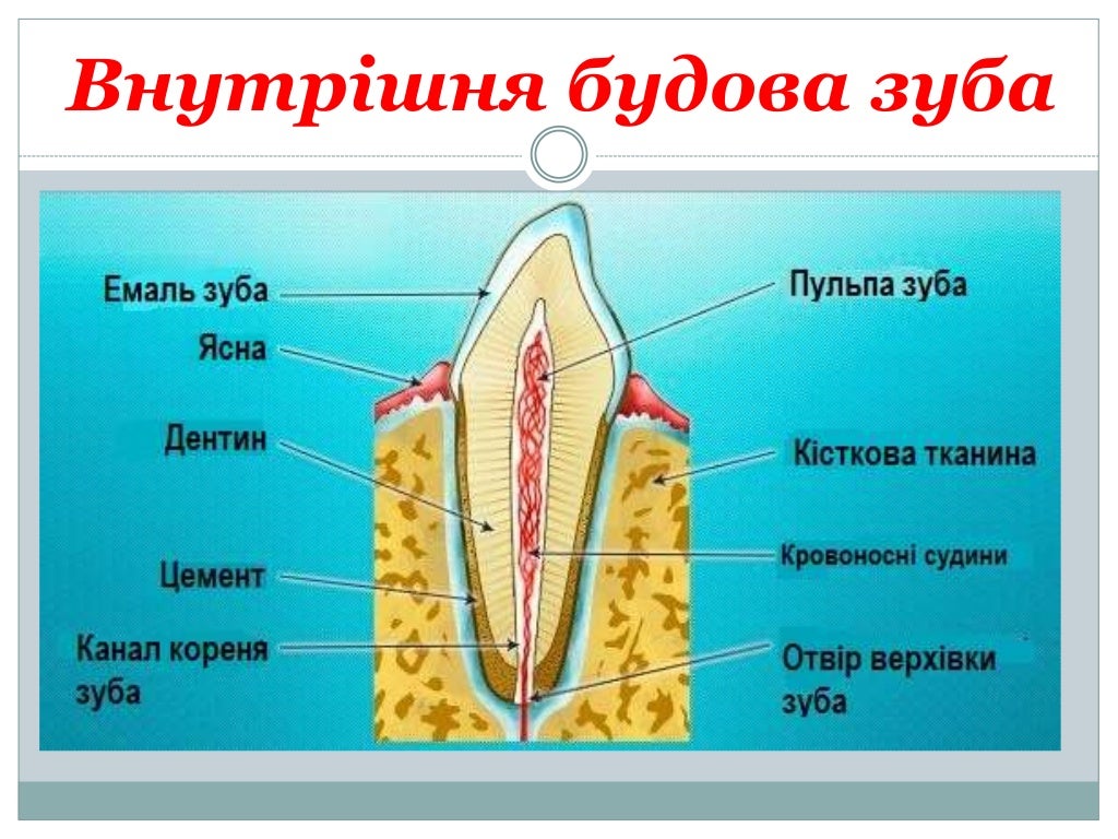 Костная Ткань Зуба Фото
