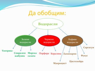 Да обобщим:
Водорасли
Зелени
водорасли
Червени
водорасли
Кафяви
водорасли
Улотрикс
Спирален
жабуняк
Морска
салата
Порфира Коралина Ламинария
Цистозейра
Фукус
Саргасум
Макроцист
 