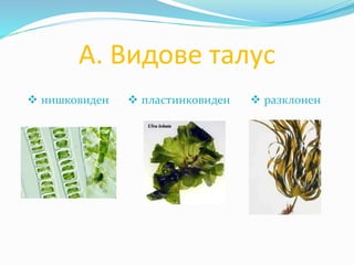 А. Видове талус
 нишковиден  пластинковиден  разклонен
 