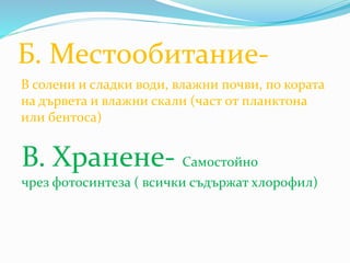 Б. Местообитание-
В солени и сладки води, влажни почви, по кората
на дървета и влажни скали (част от планктонa
или бентоса)
В. Хранене- Самостойно
чрез фотосинтеза ( всички съдържат хлорофил)
 