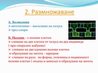 2. Размножаване
А. Безполово
вегетативно – накъсване на талуса
чрез спори
Б. Полово – с полови клетки
сливане на две клетки от талуса на два индивида
( при спирален жабуняк)
 сливане на две еднакви полови клетки
и образуване на зигота - зародиш
 сливане на разл. по форма, големина и подвижност
полови клетки ( мъжка и женска) и образуване на зигота
 