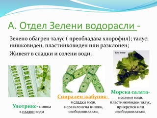 А. Отдел Зелени водорасли -
Зелено обагрен талус ( преобладава хлорофил); талус:
нишковиден, пластинковиден или разклонен;
Живеят в сладки и солени води.
Улотрикс- нишка
в сладки води
Спирален жабуняк-
в сладки води,
неразклонена нишка,
свободноплаващ
Морска салата-
в солени води,
пластинковиден талус,
прикрепен или
свободноплаващ
 