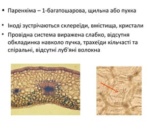 • Паренхіма – 1-багатошарова, щильна або пухка
• Іноді зустрічаються склереїди, вмістища, кристали
• Провідна система виражена слабко, відсутня
обкладинка навколо пучка, трахеїди кільчасті та
спіральні, відсутні луб'яні волокна
 