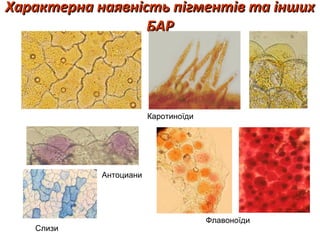 Характерна наявність пігментів та іншихХарактерна наявність пігментів та інших
БАРБАР
Каротиноїди
Флавоноїди
Слизи
Антоциани
 