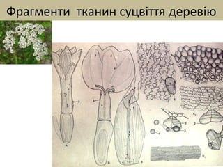 Фрагменти тканин суцвіття деревію
 
