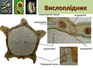 ВислоплідникВислоплідник
екзокарпій
мезокарпій
ендокарпійендосперм
Провідний пучок
секреторний канал
 