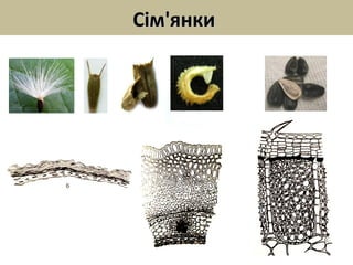 Сім'янкиСім'янки
 