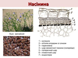 НасінинаНасінина
1 – кутикула
2 – клітини епідерми зі слизом
3 – паренхімна
4 – шар механічної тканини (склереїди)
5 – поперечний шар
6 – пігментний шар
7 – ендосперм
Льон звичайний
 
