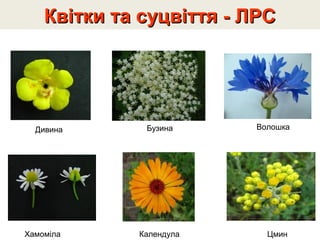Квітки та суцвіття - ЛРСКвітки та суцвіття - ЛРС
Дивина Бузина Волошка
Хамоміла Календула Цмин
 