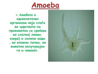  Амебата е
едноклеточен
организам која спаѓа
во царството на
праживотни се среќава
во слатки( локви,
езера) и солени води
, во влажни почви, во
животни вклучувајки
го и човекот.
 