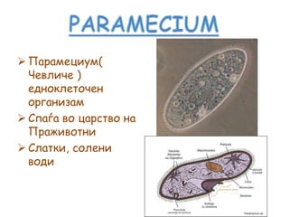  Парамециум(
Чевличе )
едноклеточен
организам
 Спаѓа во царство на
Праживотни
 Слатки, солени
води
 