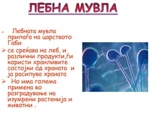  Лебната мувла
припаѓа на царството
Габи
 се среќава на леб, и
различни продукти,ѓи
користи хранливите
состојки од храната и
ја расипува храната
 Но има голема
примена во
разградување на
изумрени растенија и
животни .
 