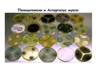Пеницилински и Аспергилус мувли
 