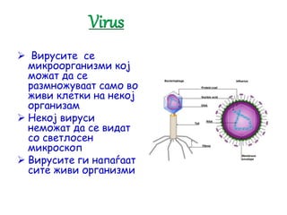  Вирусите се
микроорганизми кој
можат да се
размножуваат само во
живи клетки на некој
организам
 Некој вируси
неможат да се видат
со светлосен
микроскоп
 Вирусите ги напаѓаат
сите живи организми
Virus
 