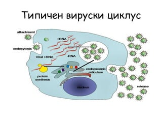 Типичен вируски циклус
 