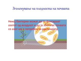 Зголемување на плодноста на почвата
Некој бактерии можат да го фиксираат
азотот од воздухот и да ја збогатат почвата
со азот кој е потребен за растенијата
 