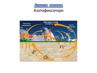 Азотофиксатори
 
