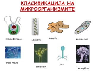 Chlamydomonas Spirogyra
Amoeba paramecium
Bread mould
penicillium
virus
aspergillum
 